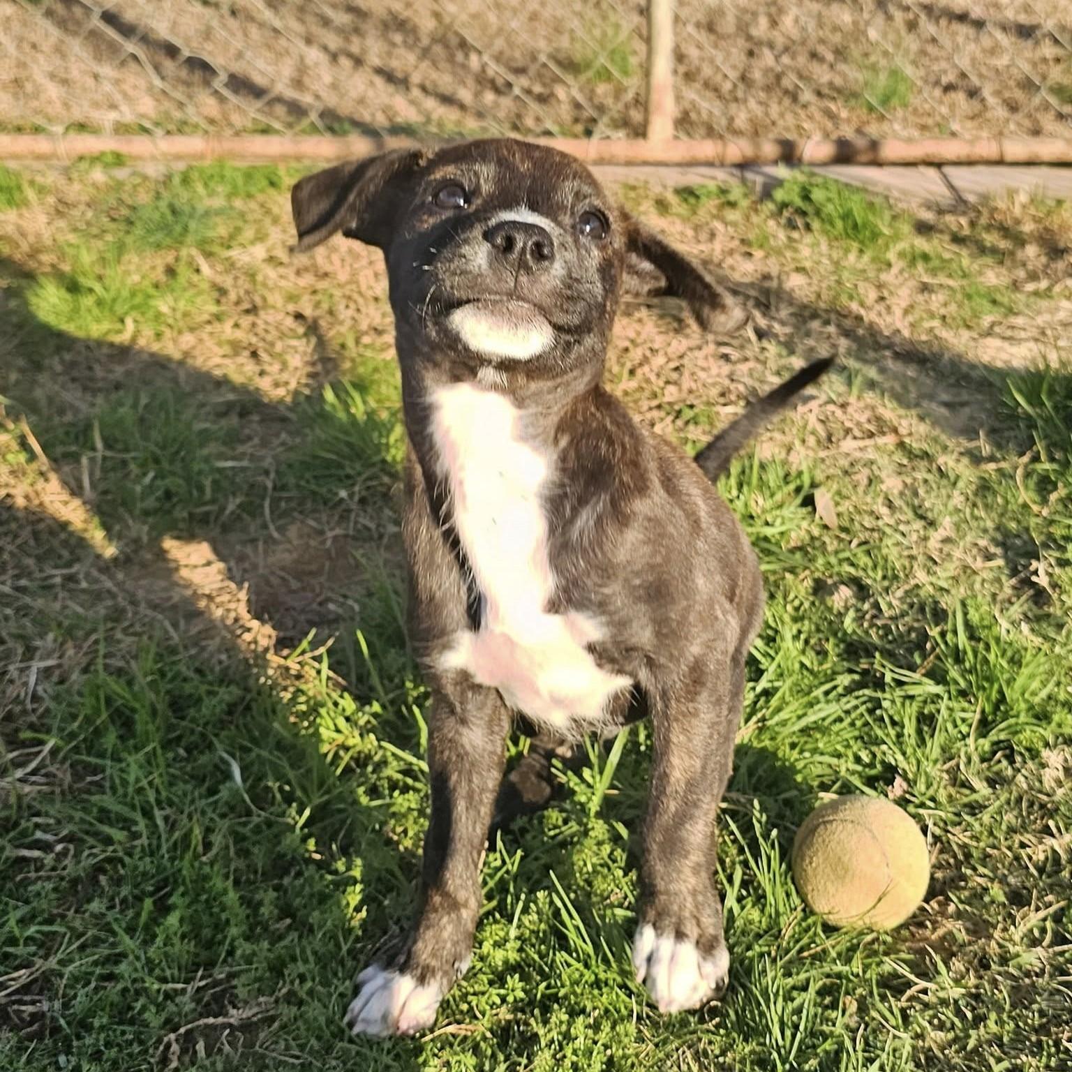 Dale, a Adoptable Mixed Breed in Searcy, AR image 1/6