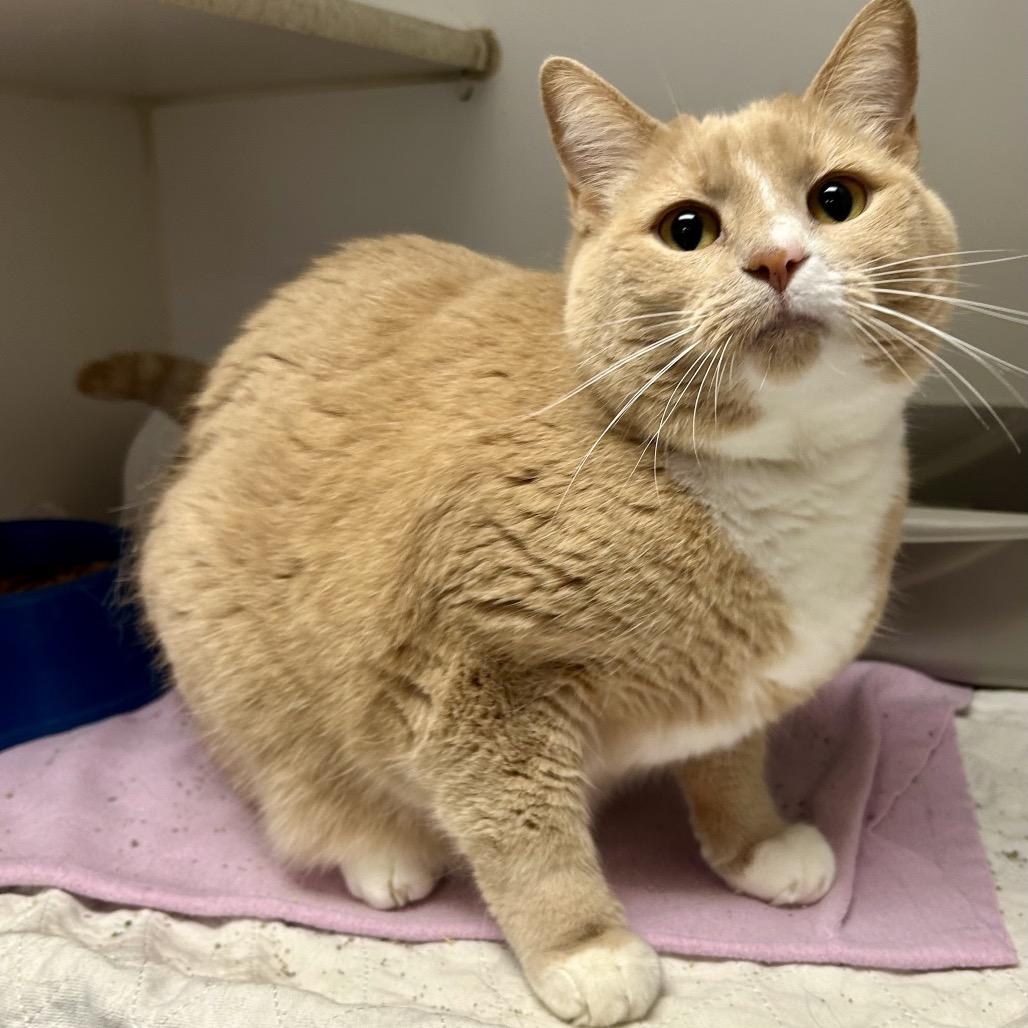 Honey, ADOPTABLE, Adult Female Domestic Short Hair.