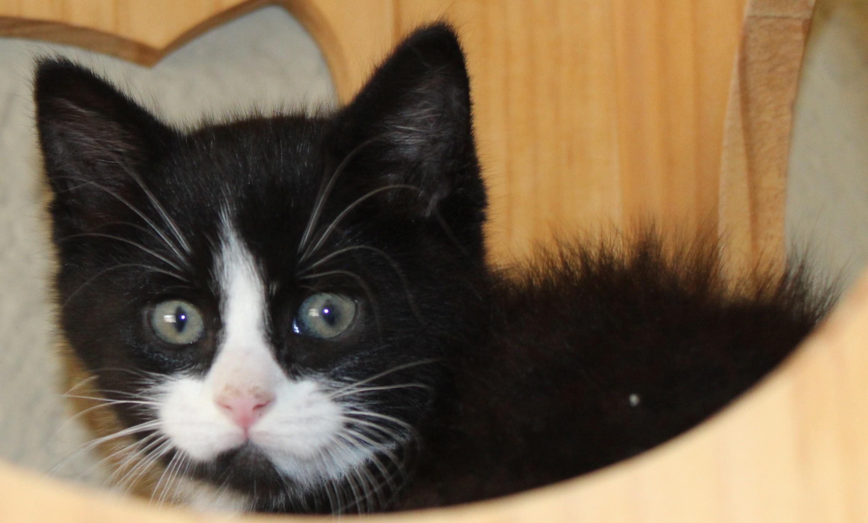 Sir Whiskers, Baby Male unknown