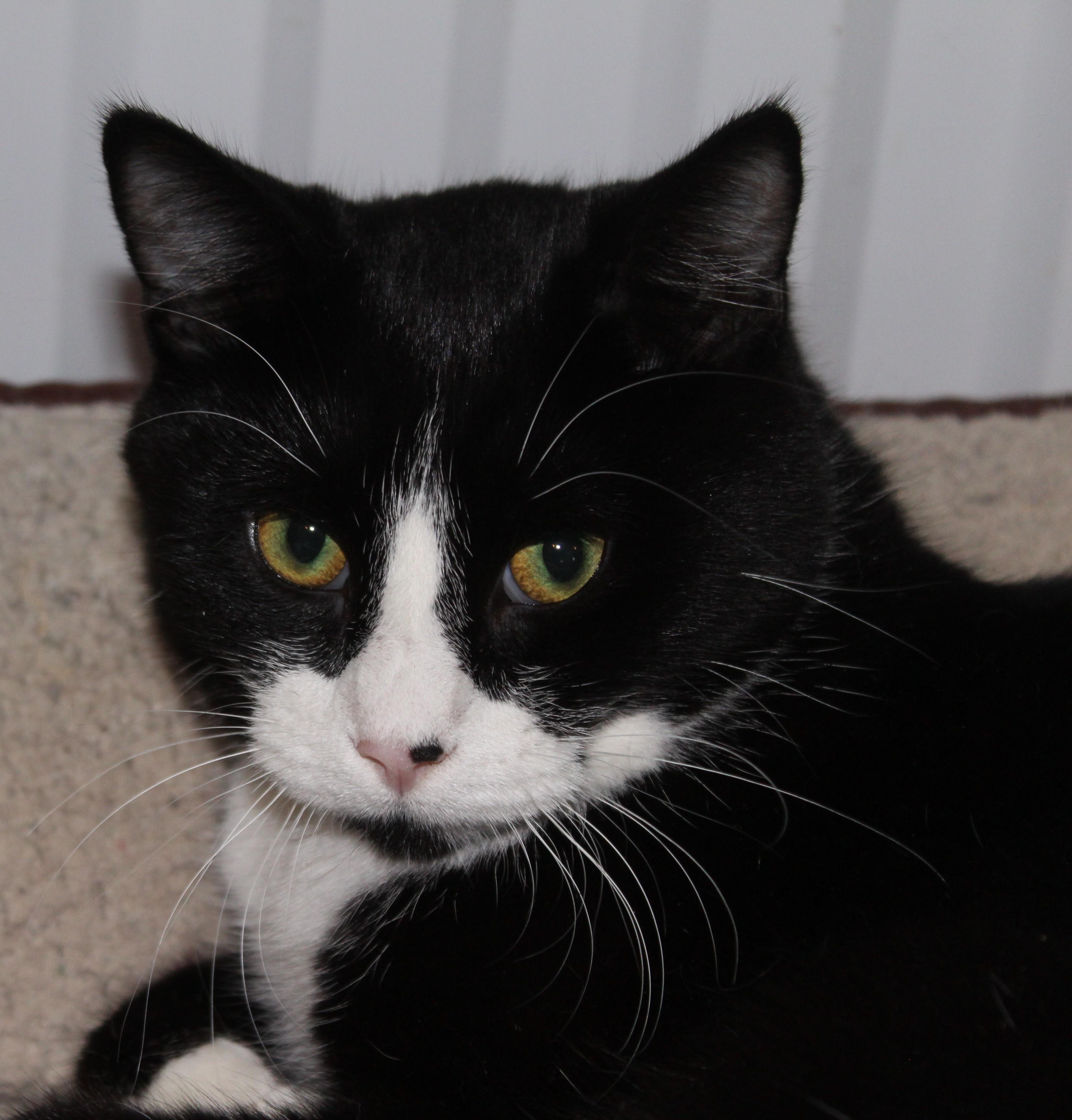 Enlarge Sir Whiskers, a Adoptable mixed breed in Huron, SD image 1/3