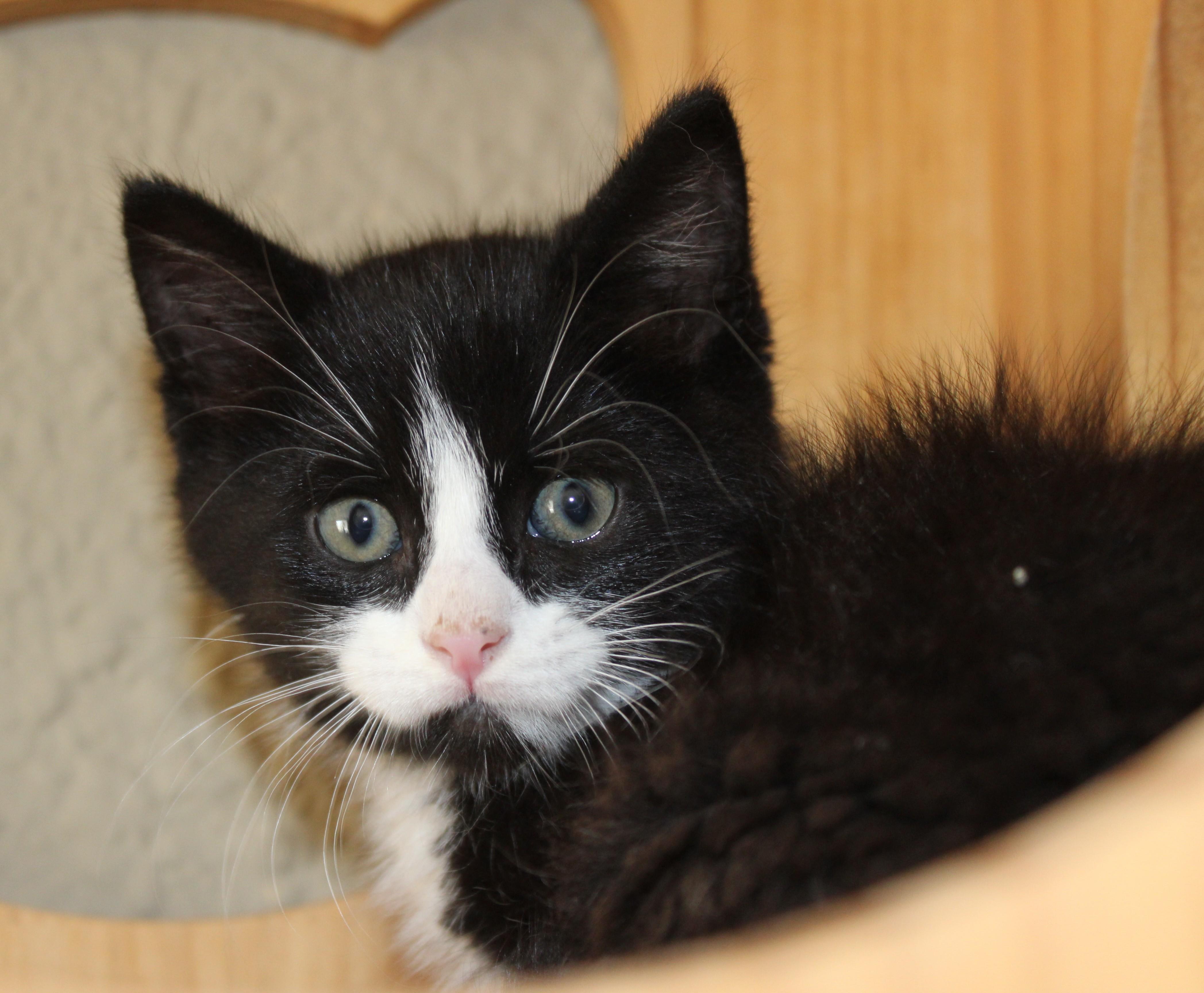 Sir Whiskers photo 3
