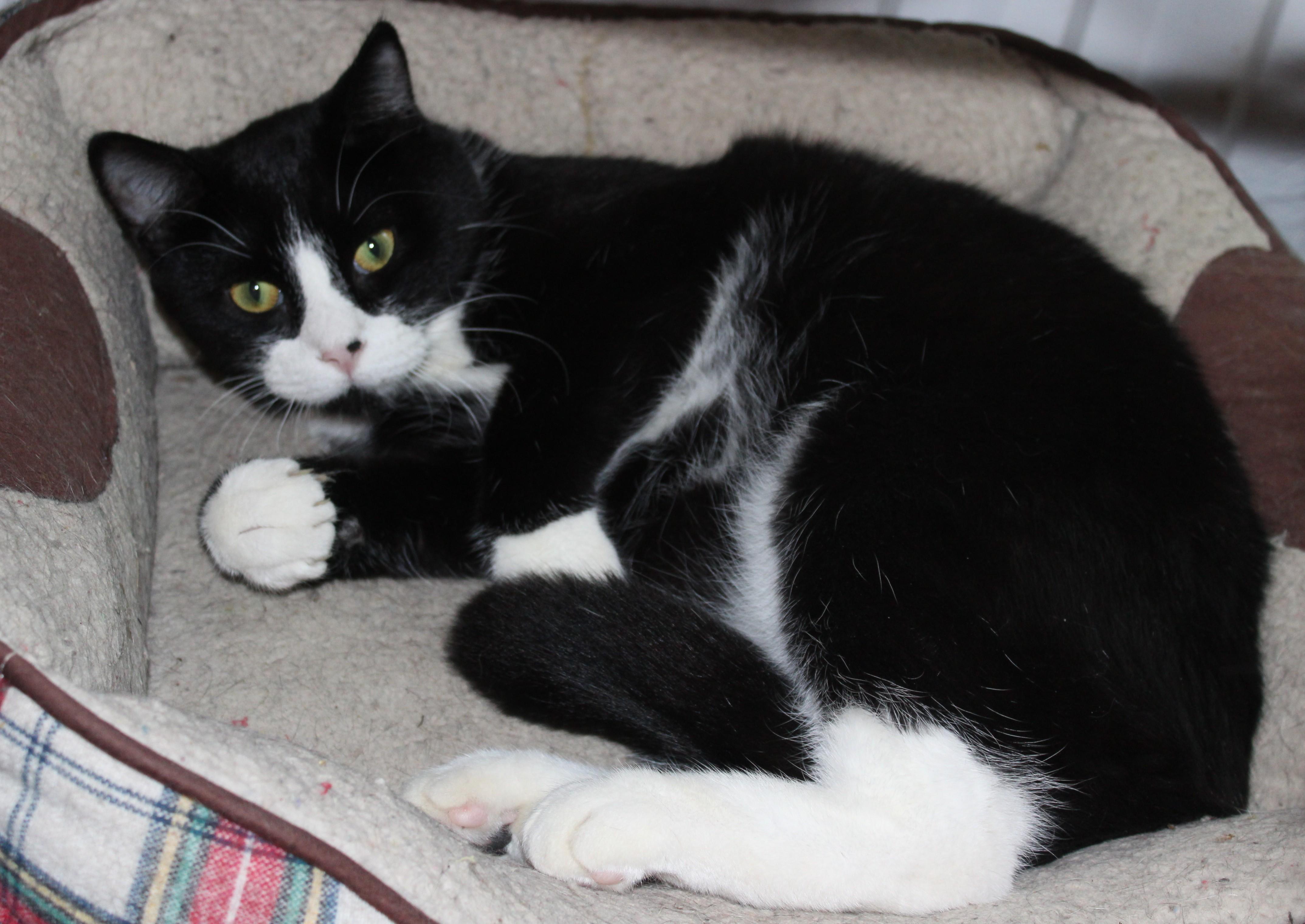 Enlarge Sir Whiskers, a Adoptable mixed breed in Huron, SD image 2/3