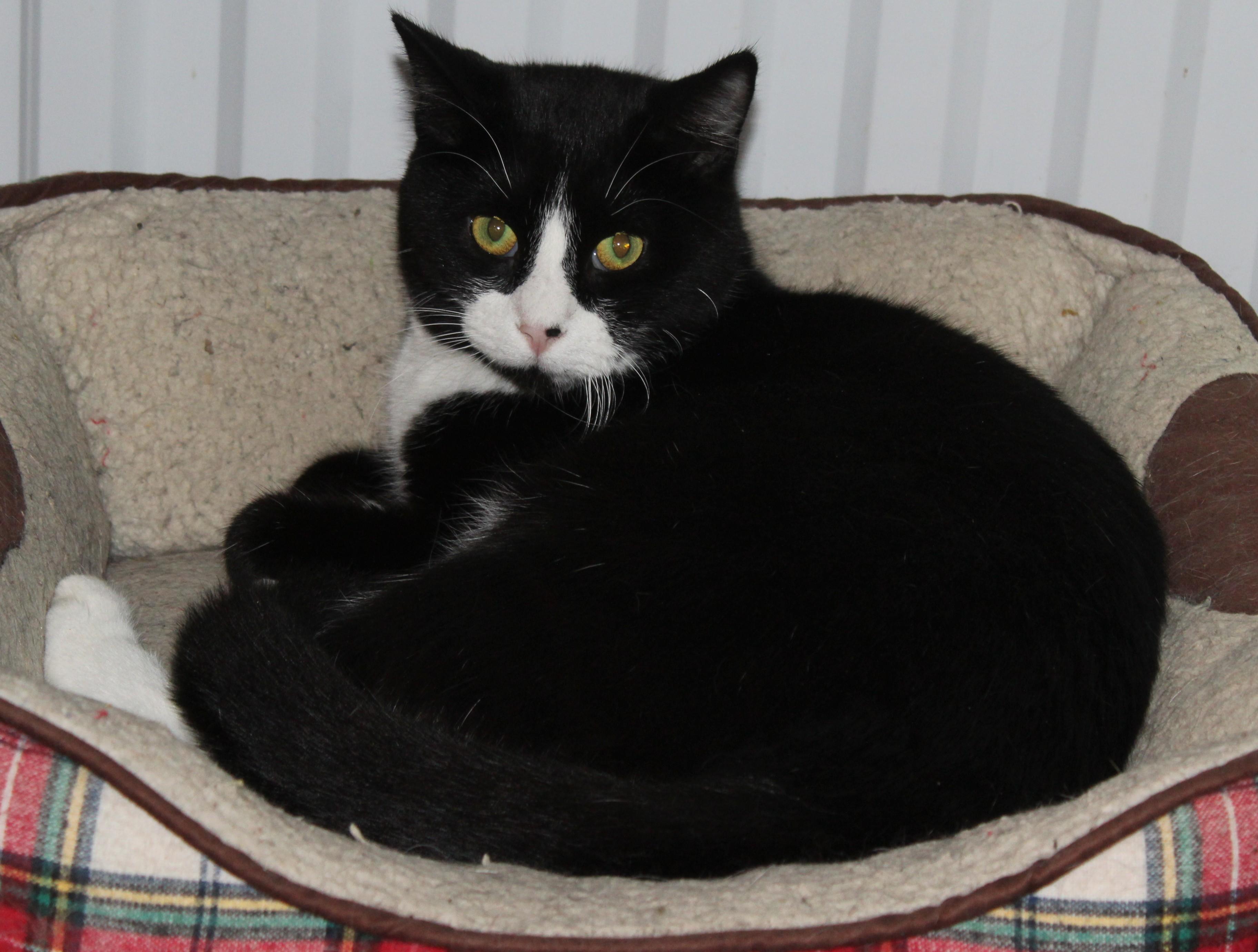 Enlarge Sir Whiskers, a Adoptable mixed breed in Huron, SD image 3/3