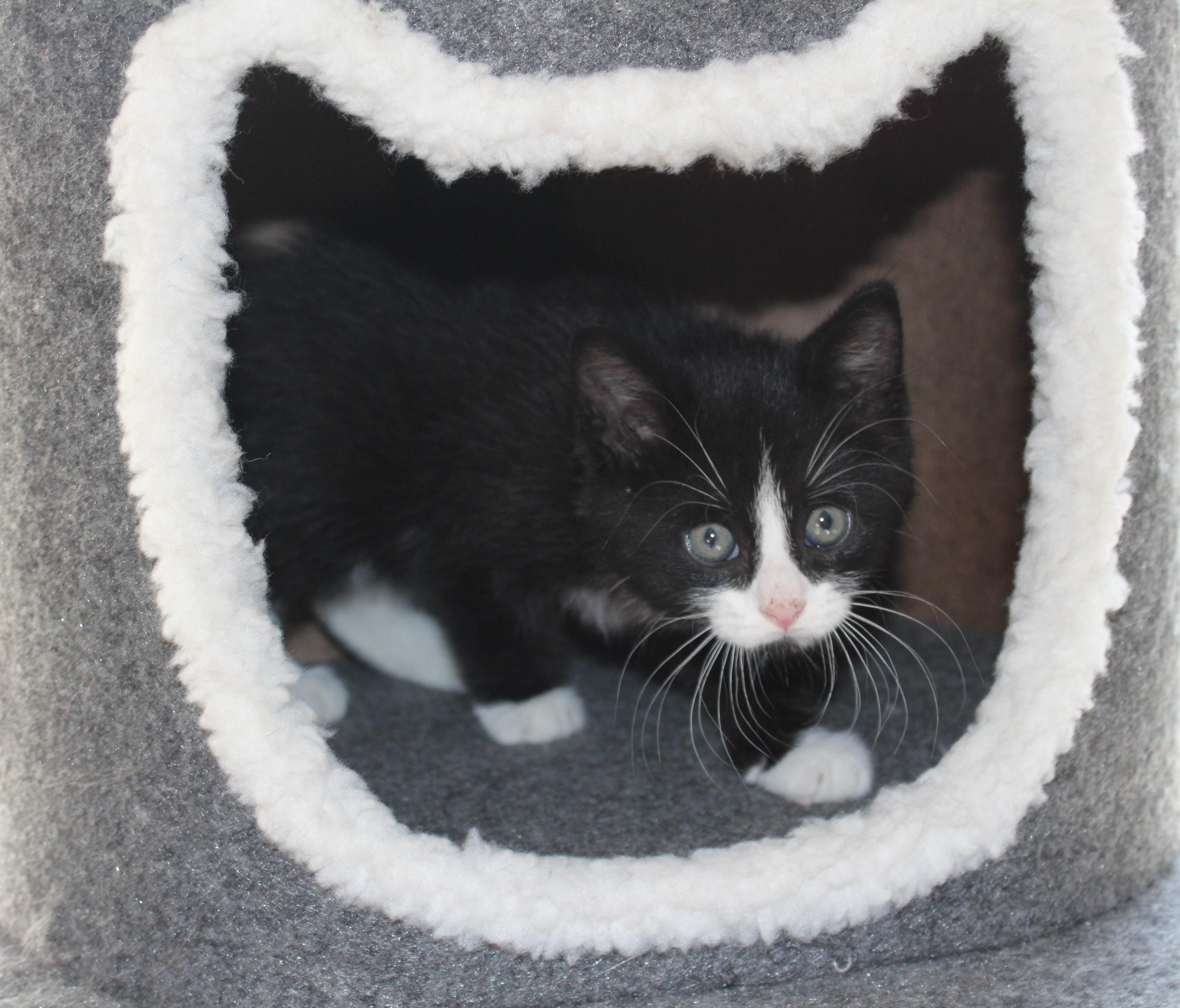 Sir Whiskers photo 4
