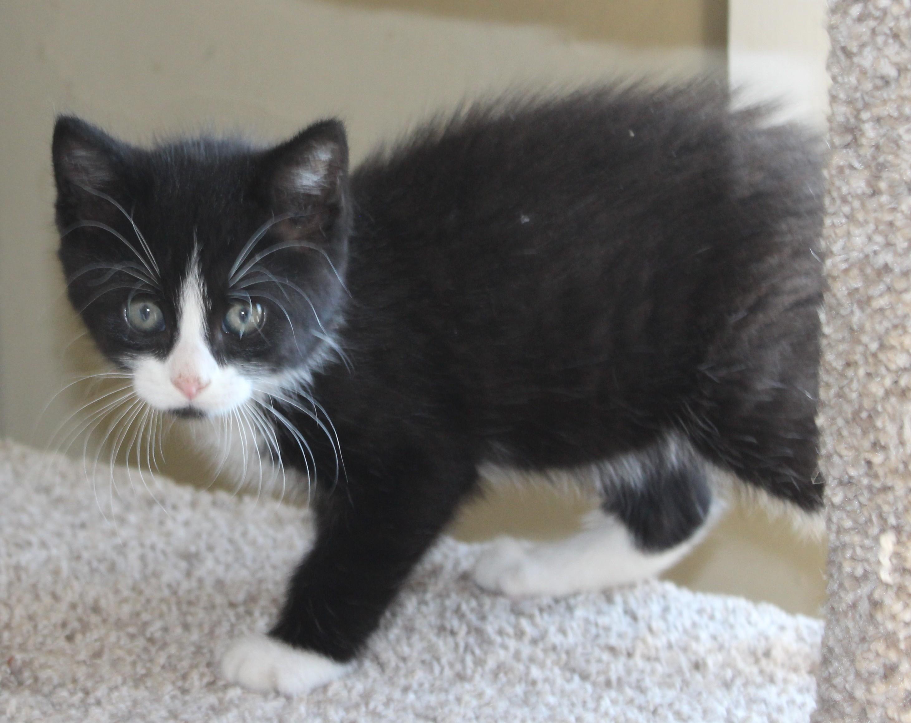Sir Whiskers photo 2