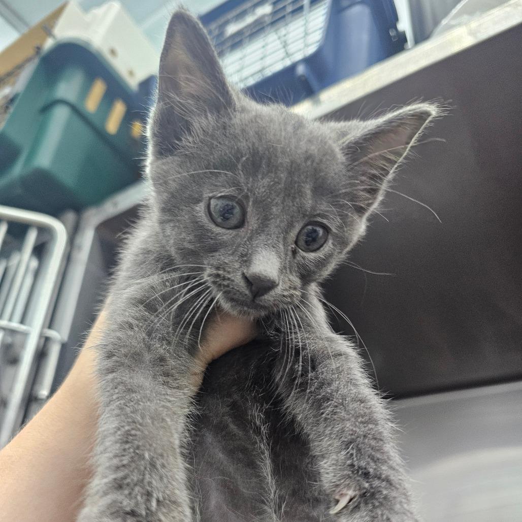 Rip, Adoptable, Kitten Male Domestic Short Hair.