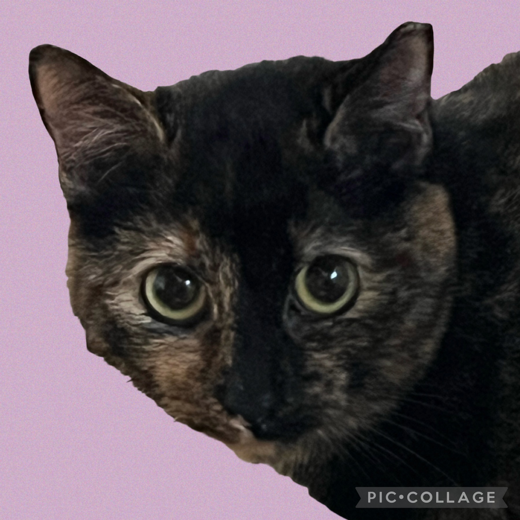 Little Girl, an adopted Domestic Short Hair in Monroeville, PA_image-1