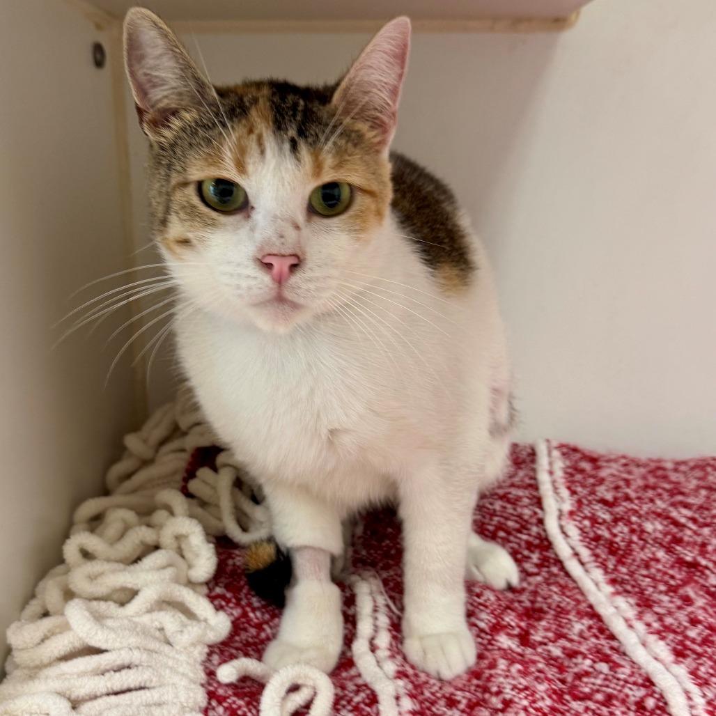 Enlarge Samba, a Adoptable Domestic Short Hair in Hawthorne, CA image 1/3