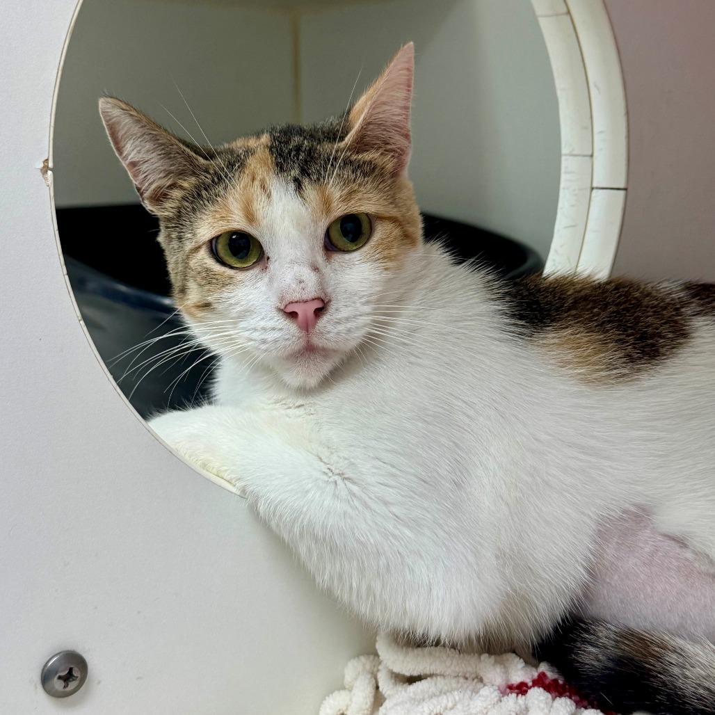 Enlarge Samba, a Adoptable Domestic Short Hair in Hawthorne, CA image 2/3
