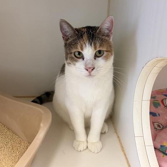 Enlarge Samba, a Adoptable Domestic Short Hair in Hawthorne, CA image 3/3