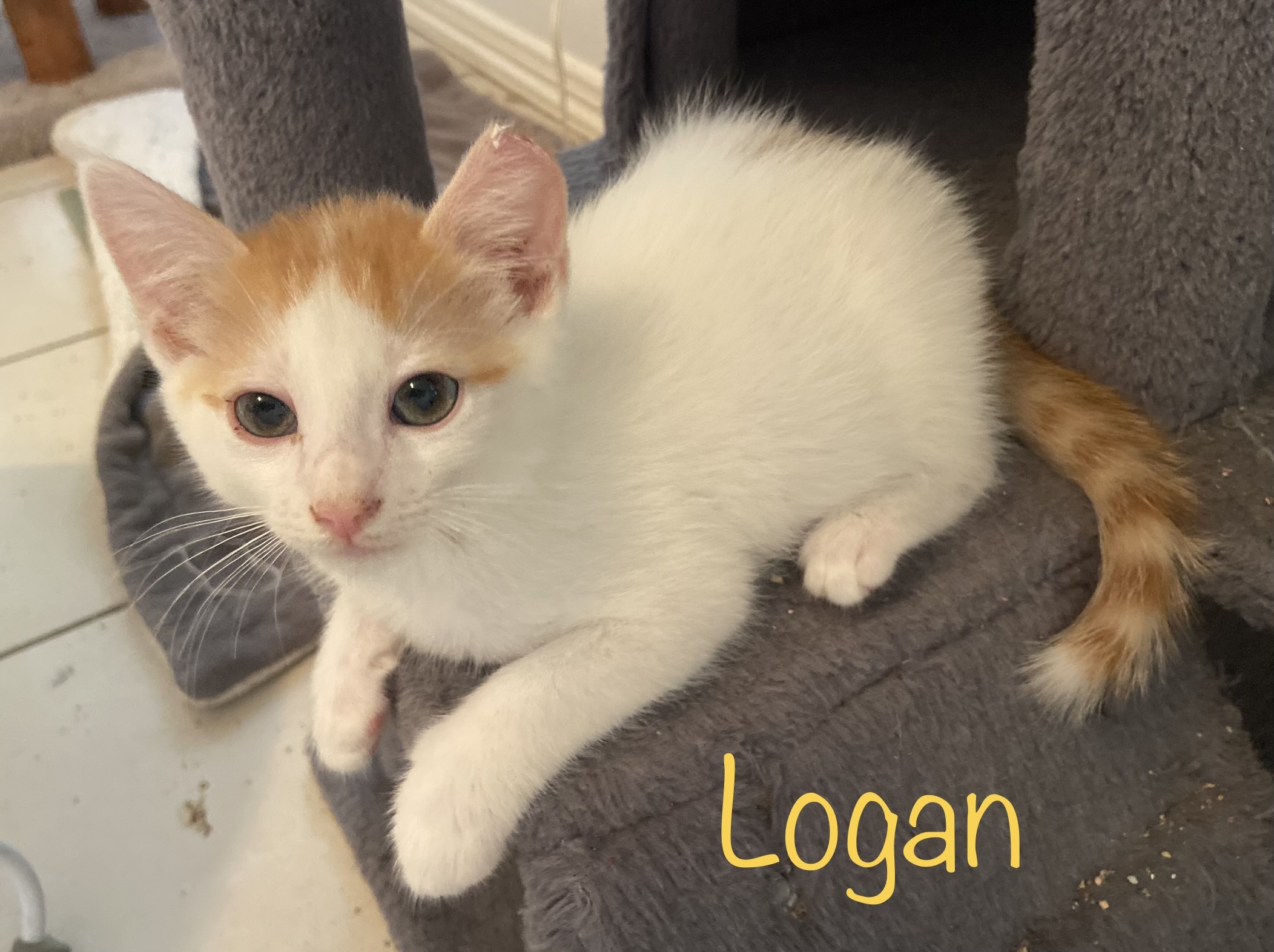 Logan, Adoptable, Adult Male Domestic Short Hair.