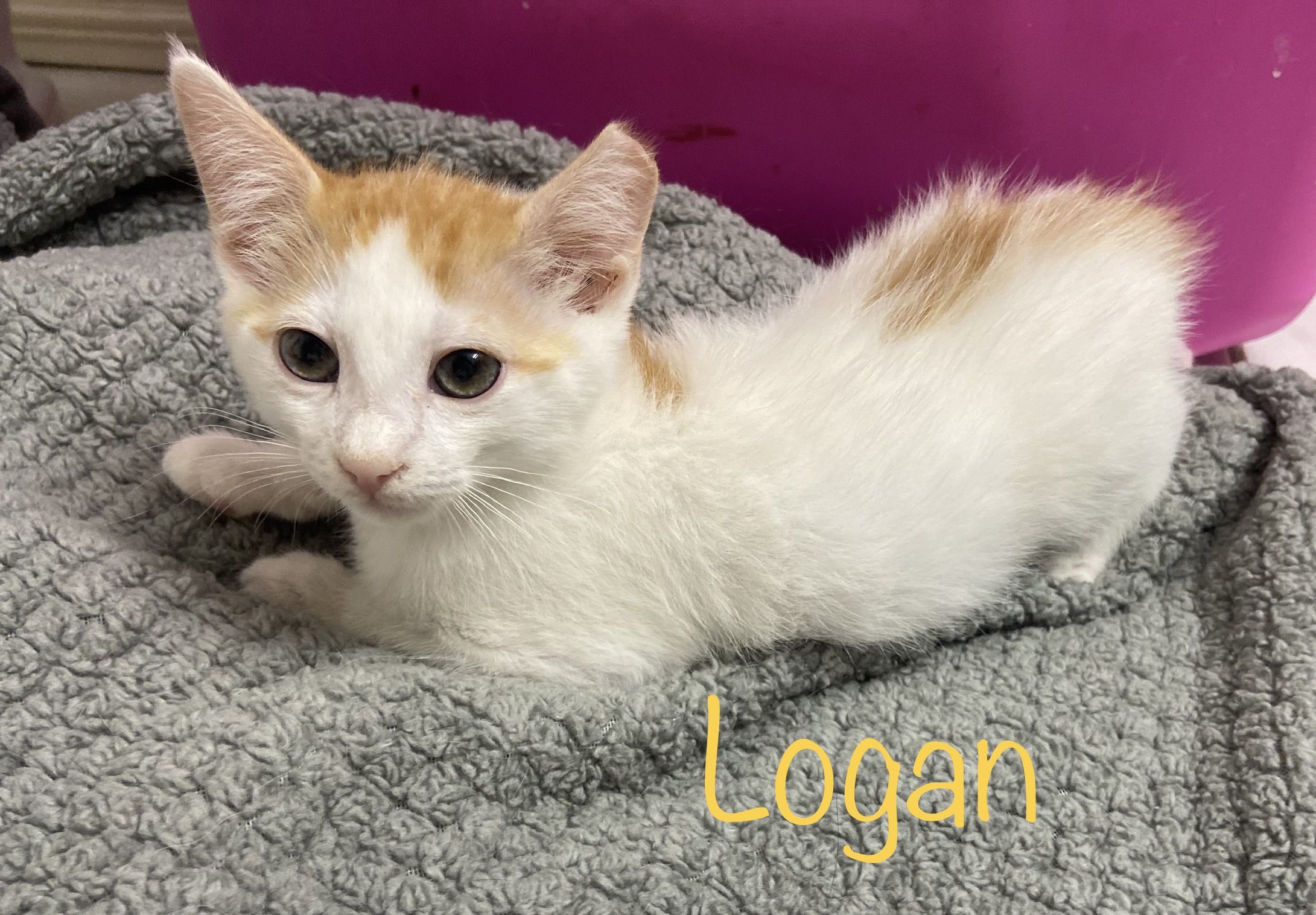 Enlarge Logan, a Adoptable Domestic Short Hair in Mabank, TX image 3/3