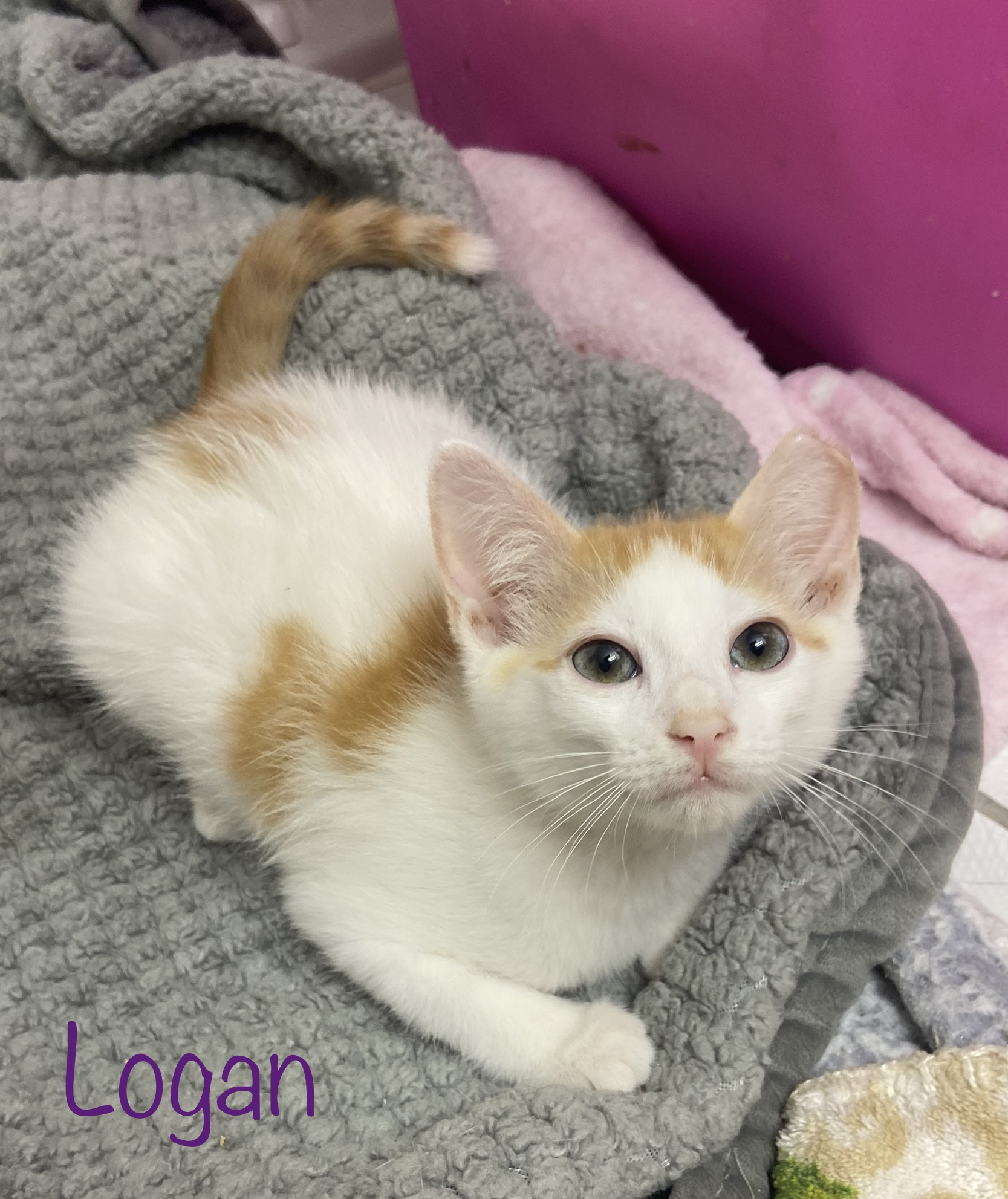 Enlarge Logan, a Adoptable Domestic Short Hair in Mabank, TX image 2/3