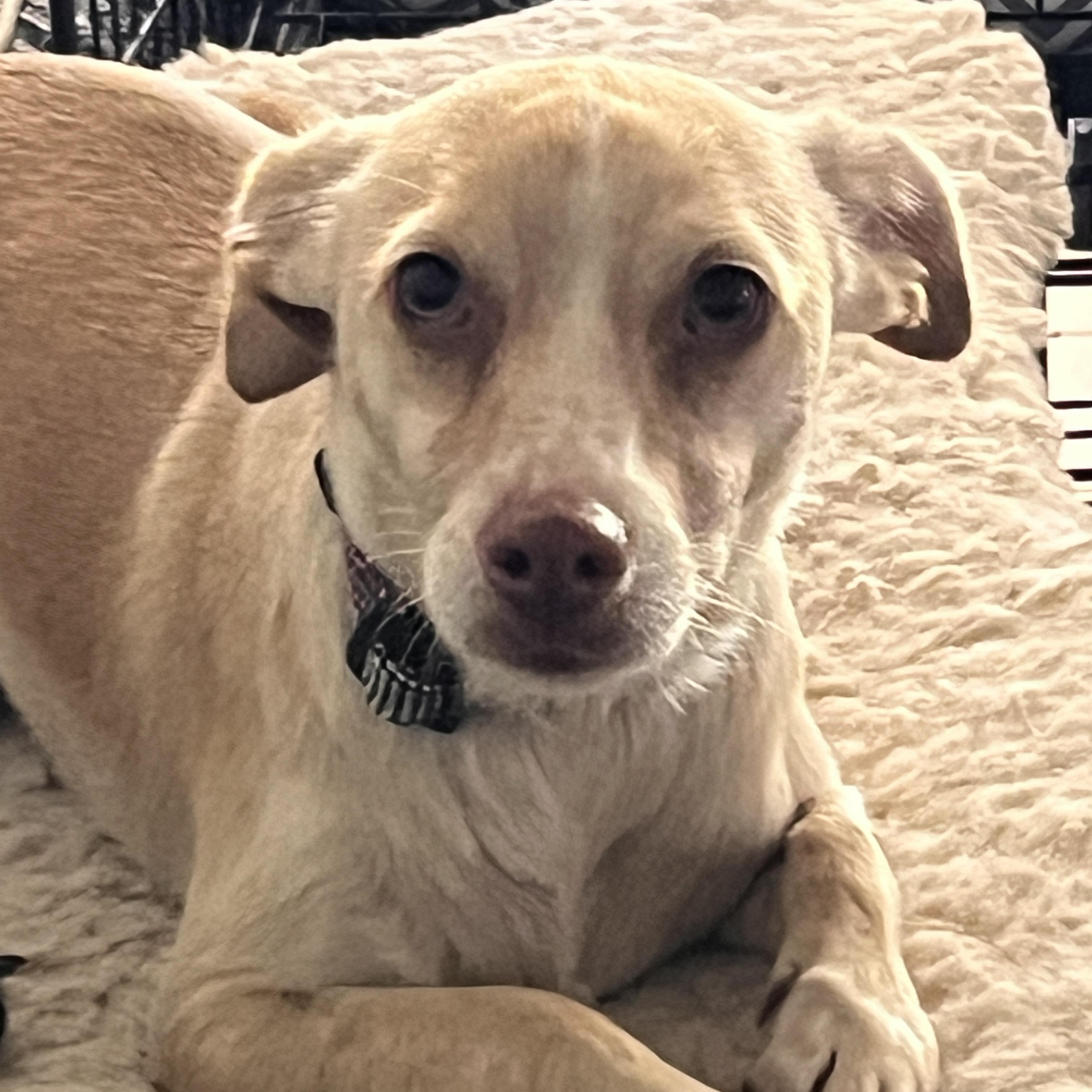 Rolo, Adult Male Whippet