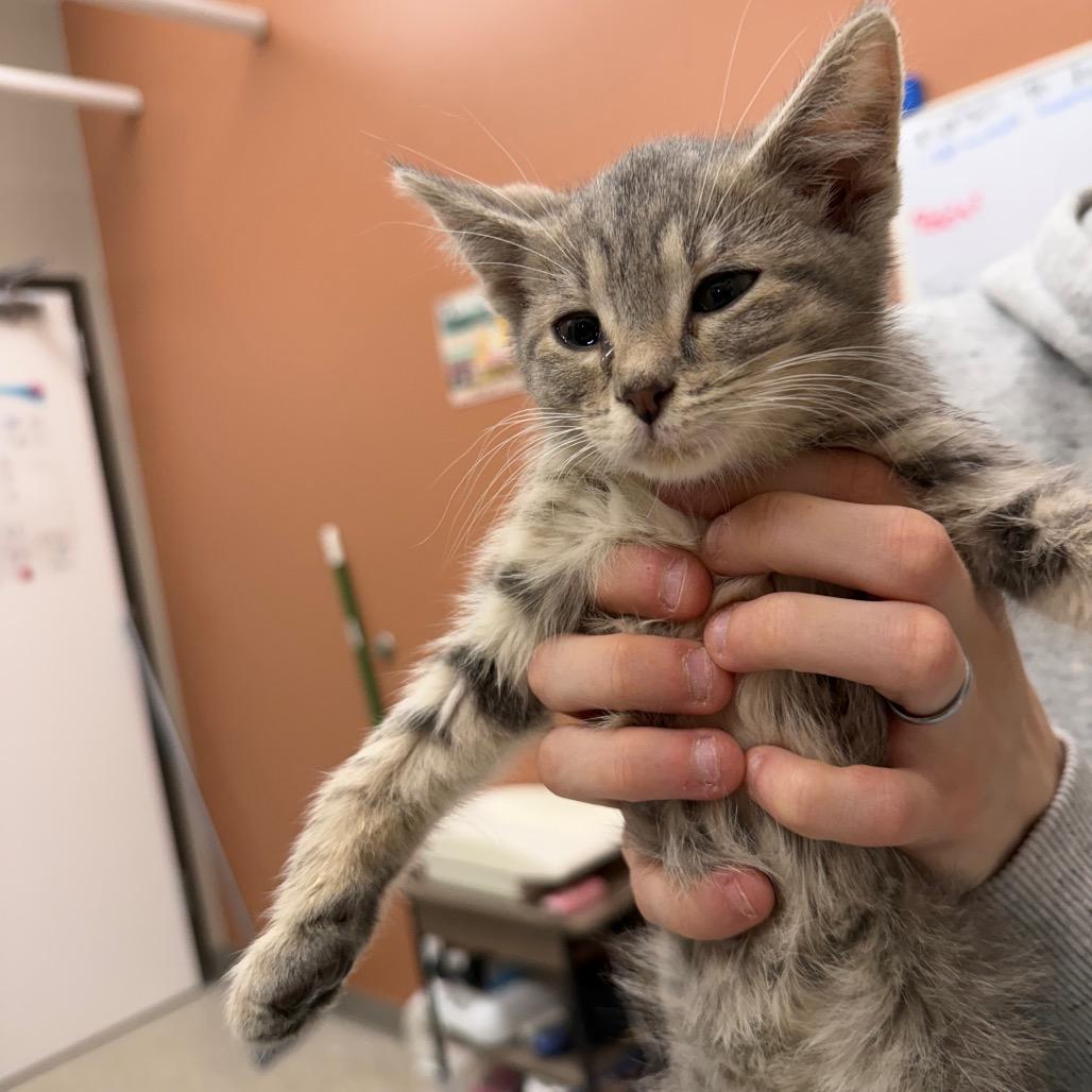 Drift, Adoptable, Kitten Female Domestic Short Hair.