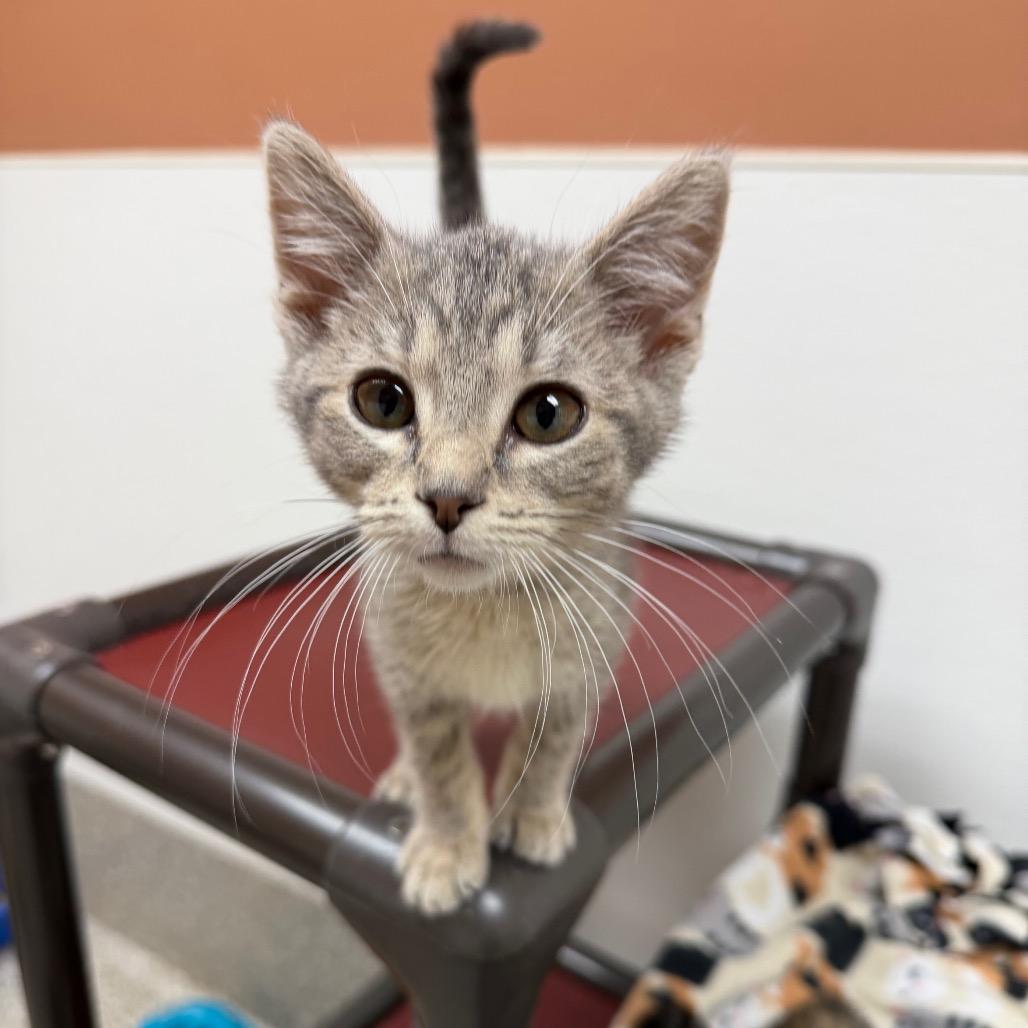 Drift, a Adoptable Domestic Short Hair in Detroit Lakes, MN image 2/2