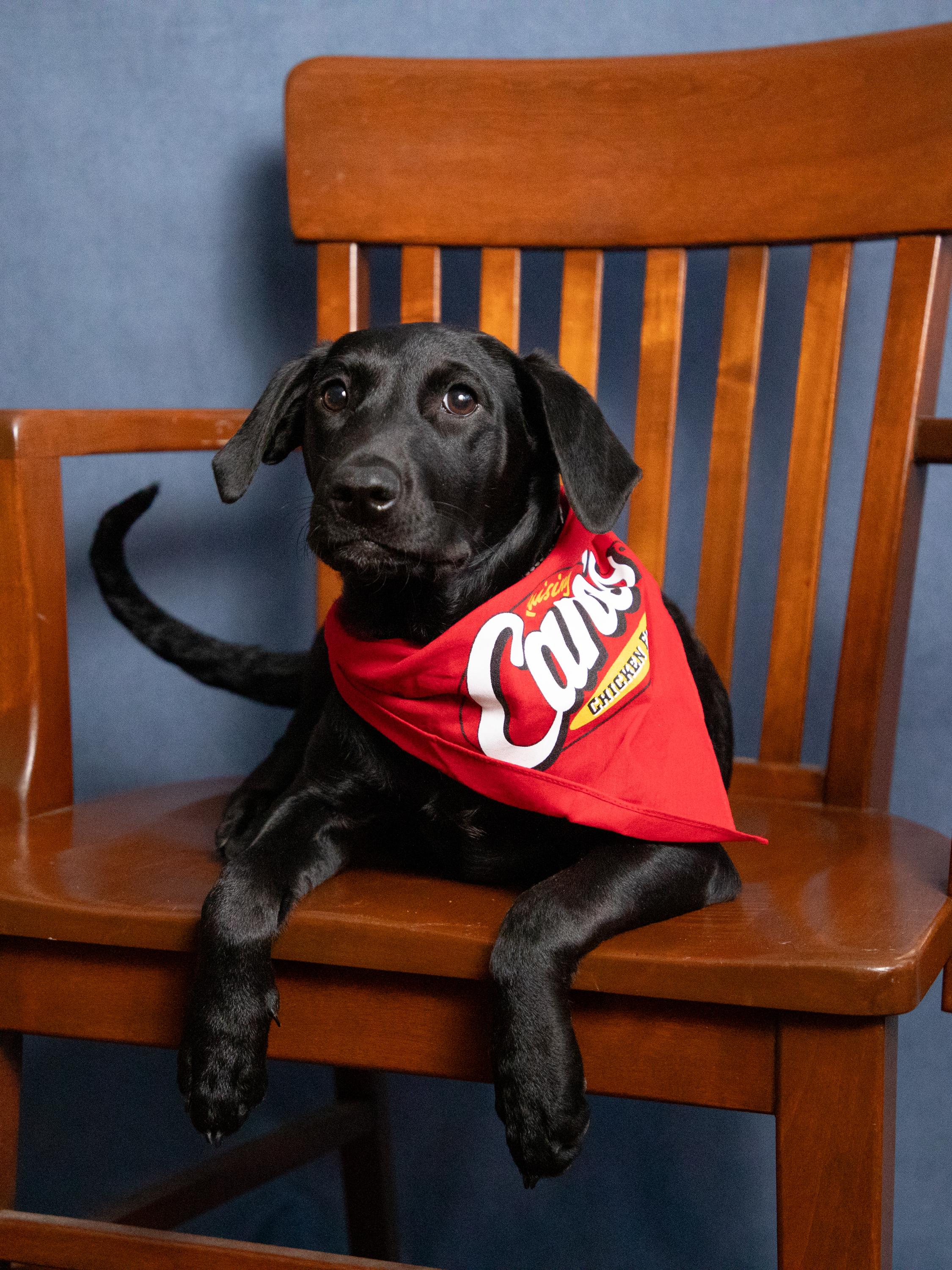 Blossom, a Adoptable Black Labrador Retriever image 1/6