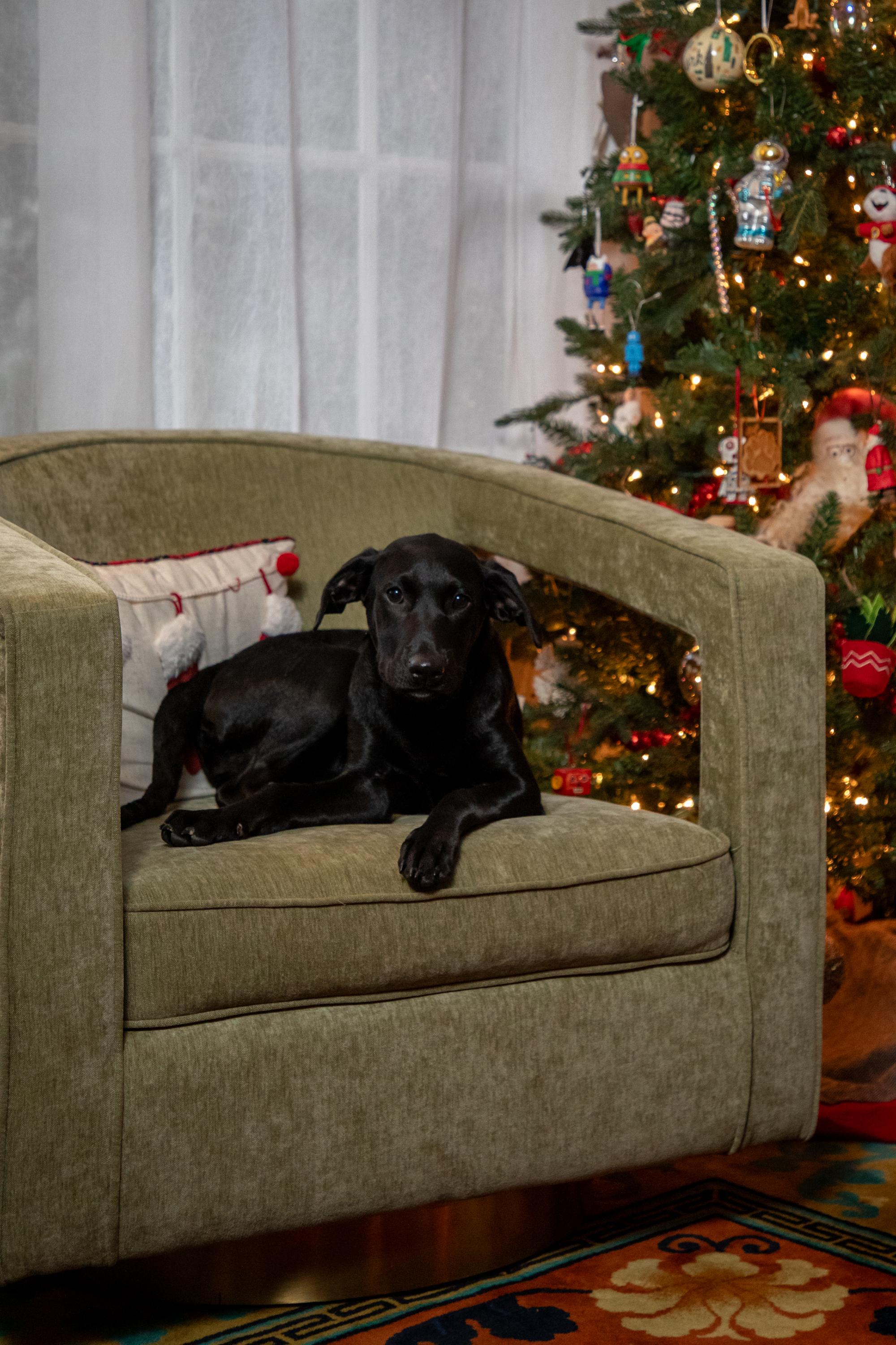 Blossom, a Adoptable Black Labrador Retriever image 2/6