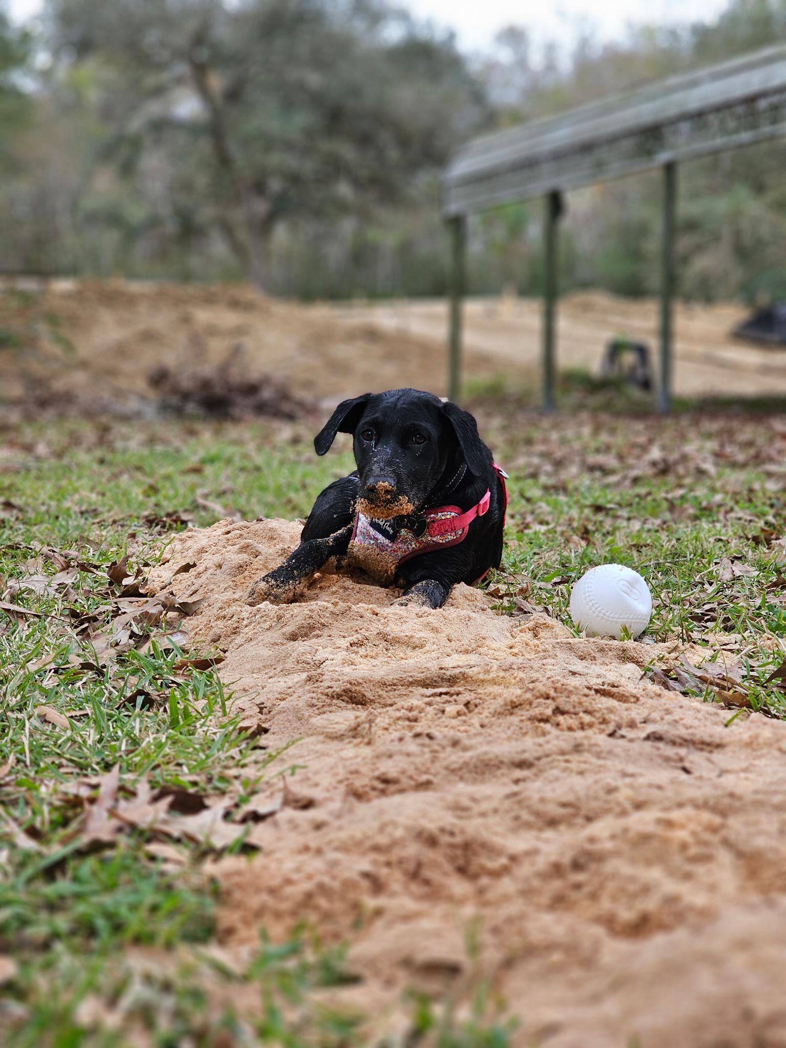 Blossom, a Adoptable Black Labrador Retriever image 3/6