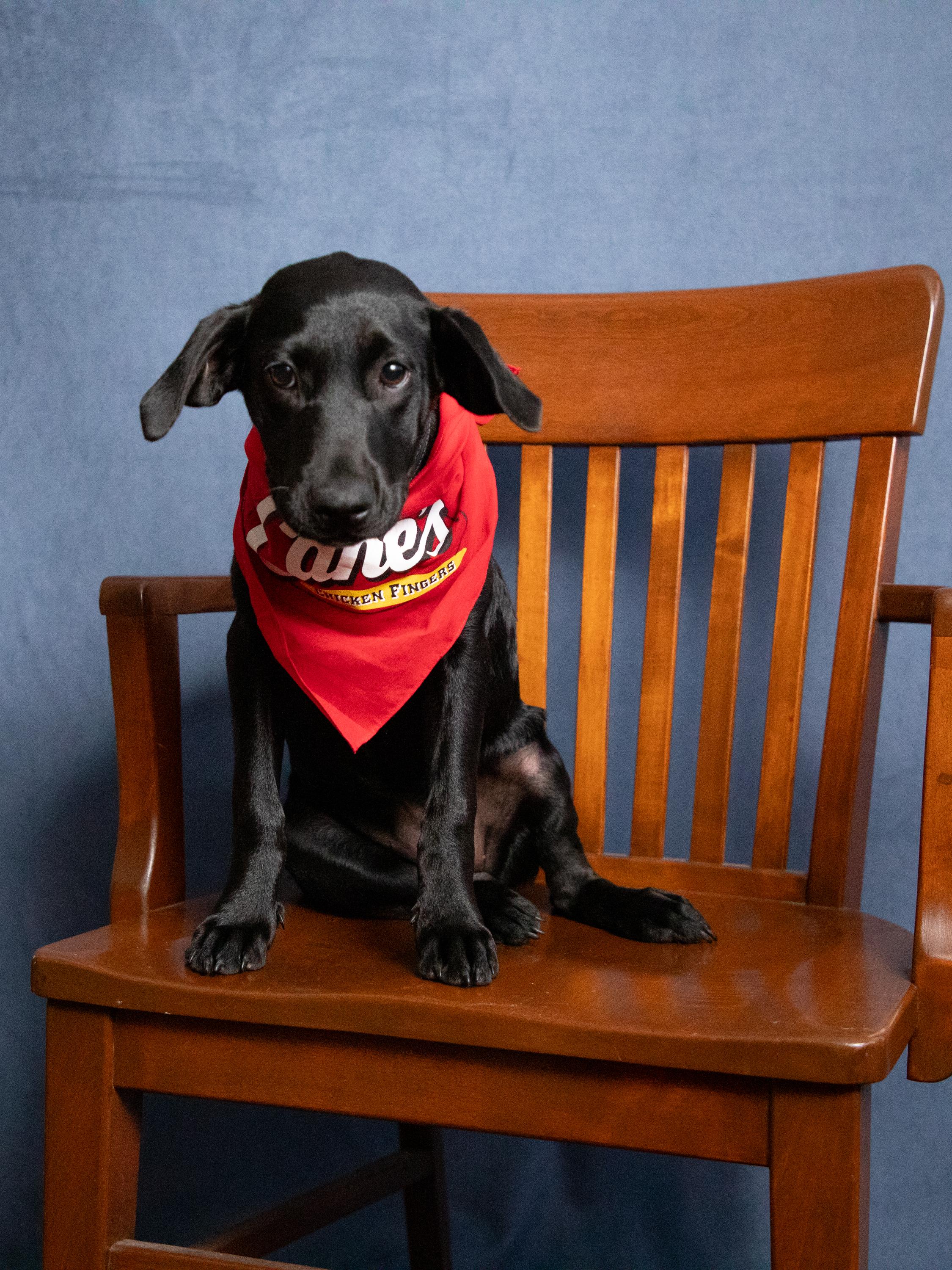 Blossom, a Adoptable Black Labrador Retriever image 4/6