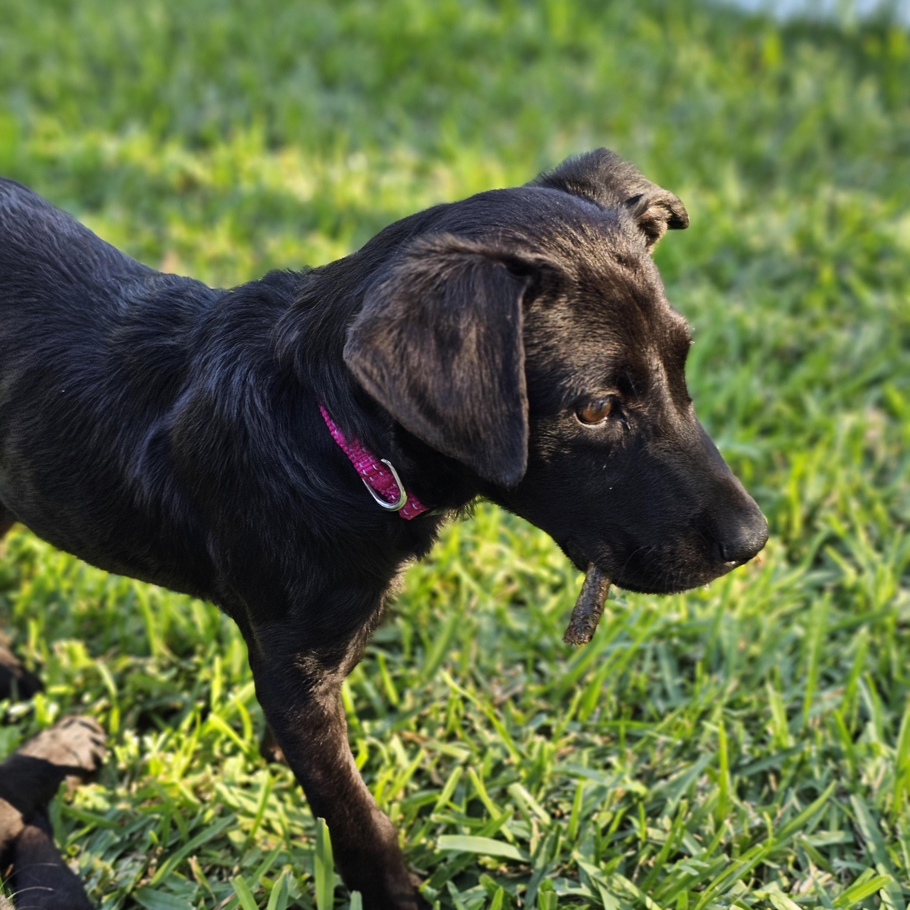 Blossom, Adoptable, Puppy Female Black Labrador Retriever.