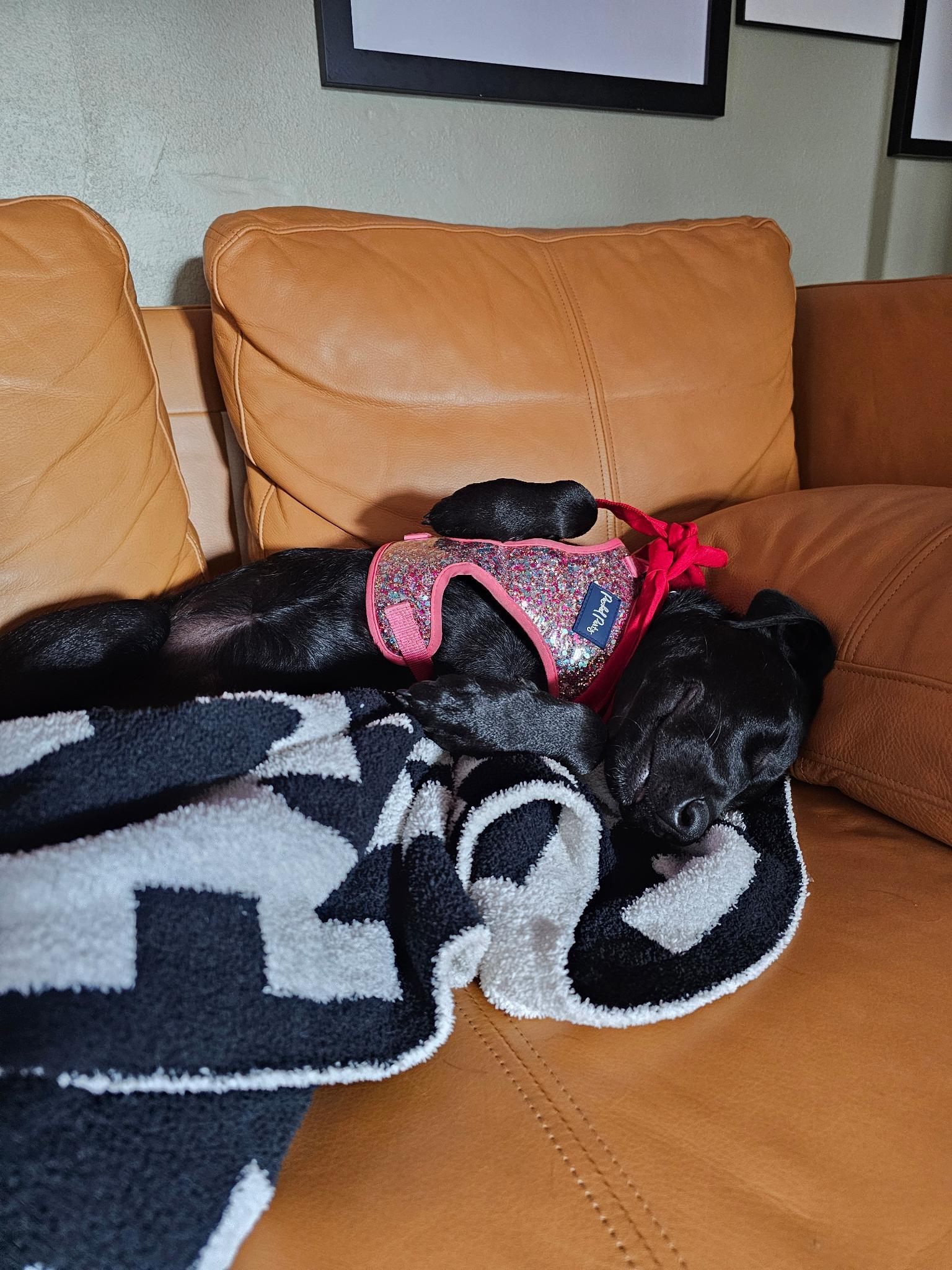 Blossom, a Adoptable Black Labrador Retriever image 5/6