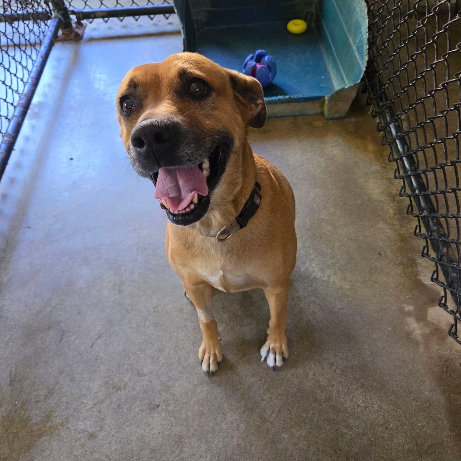 Enlarge Marion, a Adoptable mixed breed in Monticello, IN image 2/3