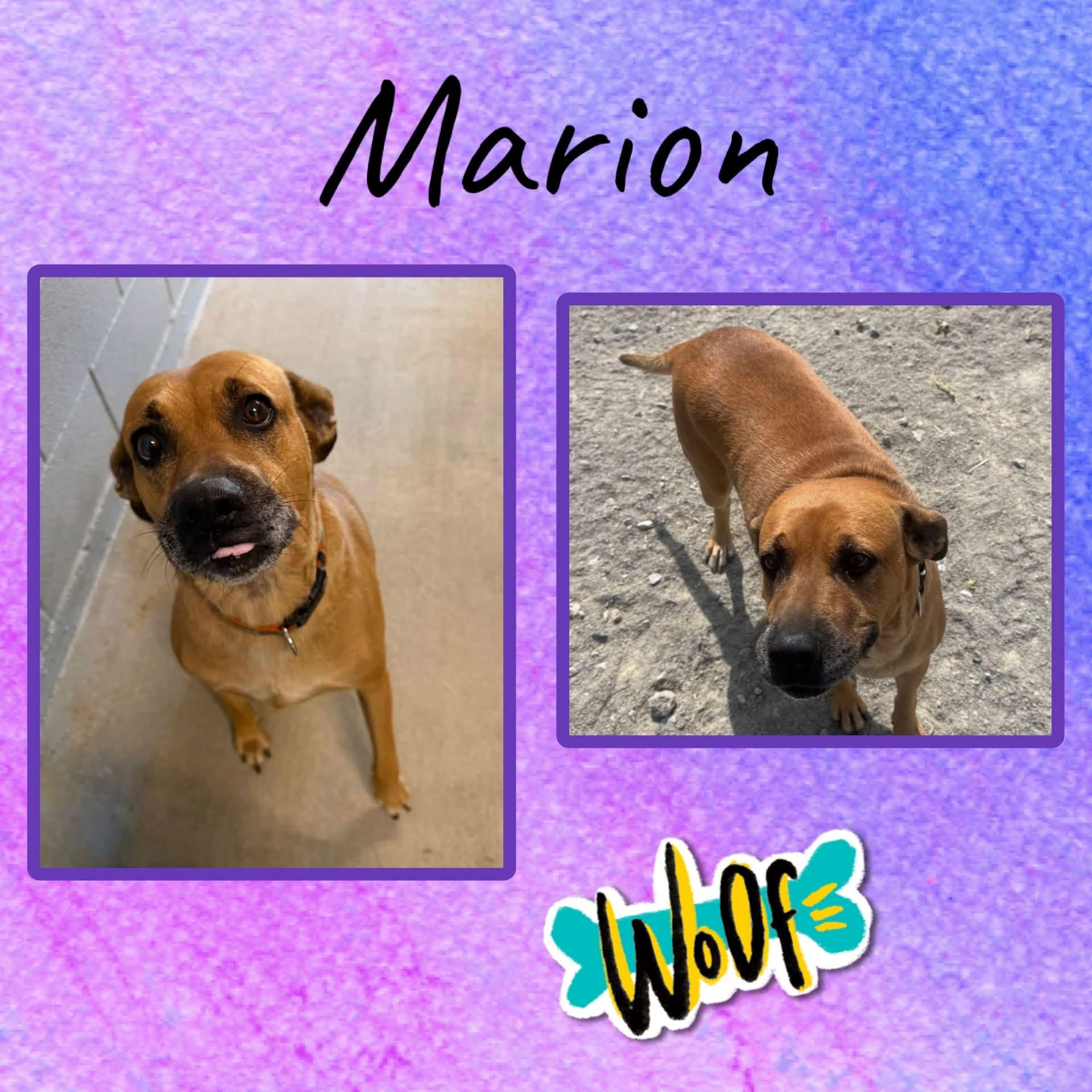 Marion, Adoptable, Young Female Labrador Retriever & Mountain Cur.