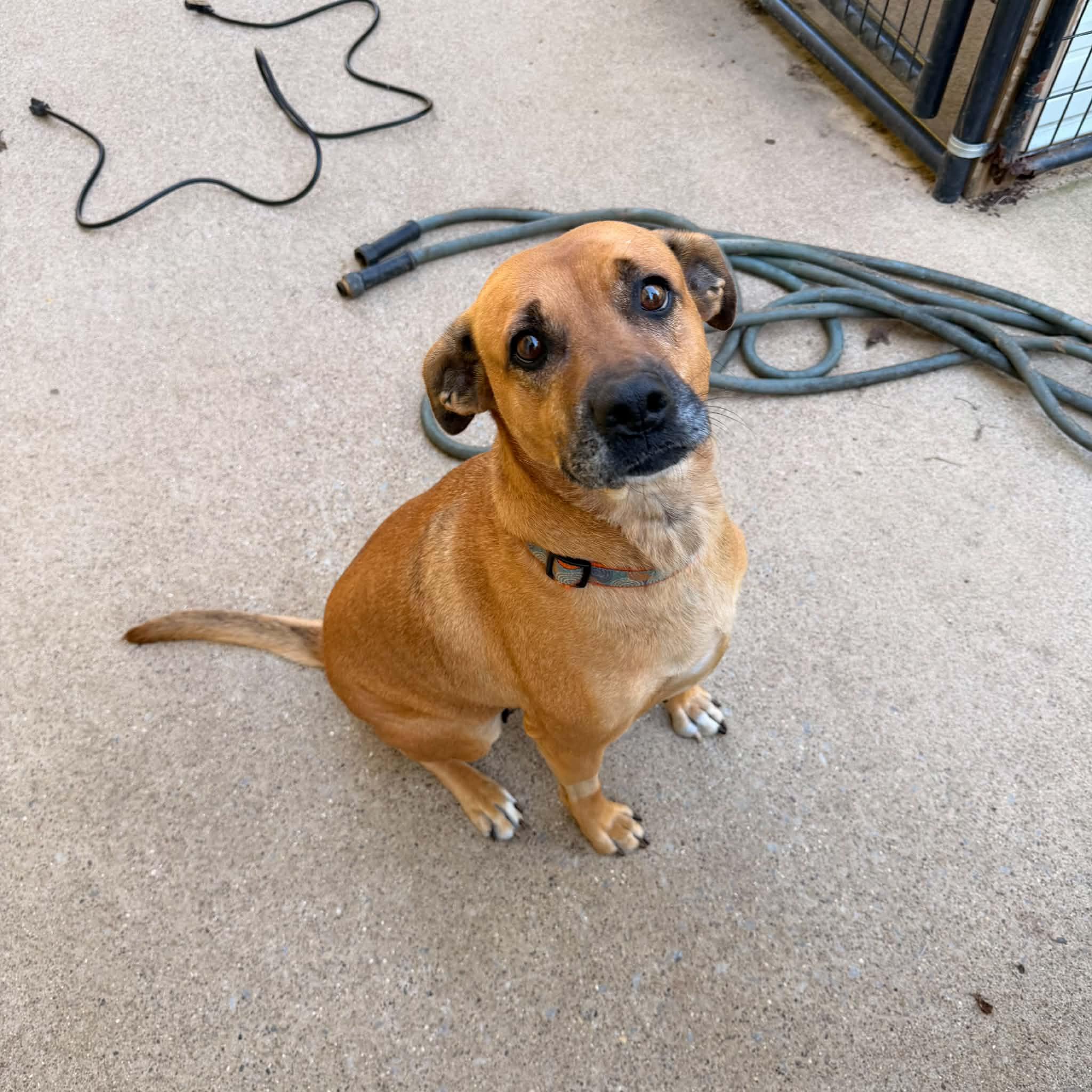 Enlarge Marion, a Adoptable mixed breed in Monticello, IN image 3/3
