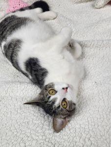 Enlarge Zara, a ADOPTABLE Domestic Short Hair in Bucyrus, OH image 2/3