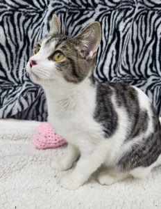 Enlarge Zara, a ADOPTABLE Domestic Short Hair in Bucyrus, OH image 1/3