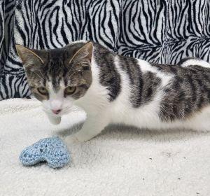 Enlarge Zara, a ADOPTABLE Domestic Short Hair in Bucyrus, OH image 3/3
