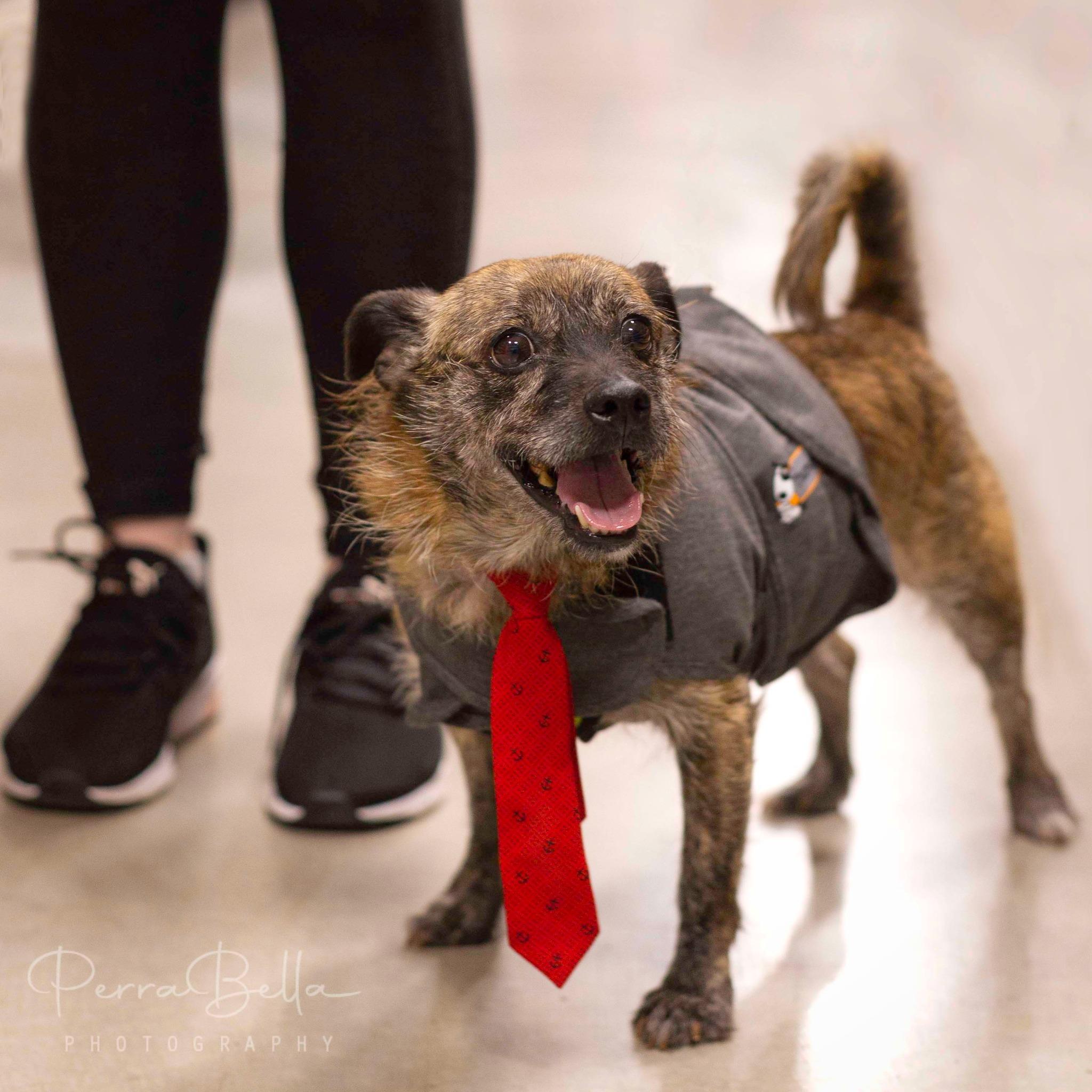 Sven, Adoptable, Senior Male Chihuahua & Border Terrier.