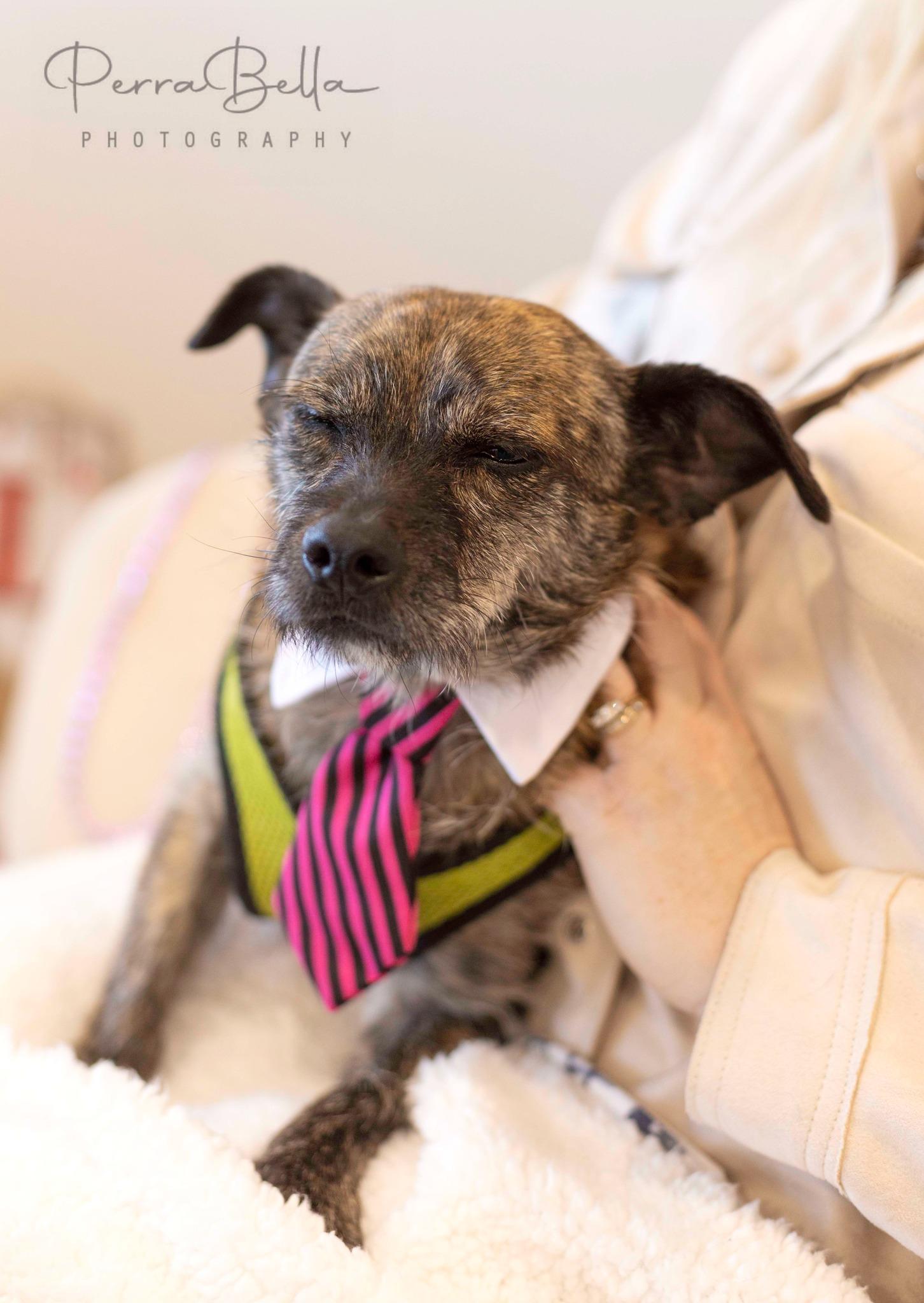 Enlarge Sven, a Adoptable mixed breed in West Richland, WA image 2/6