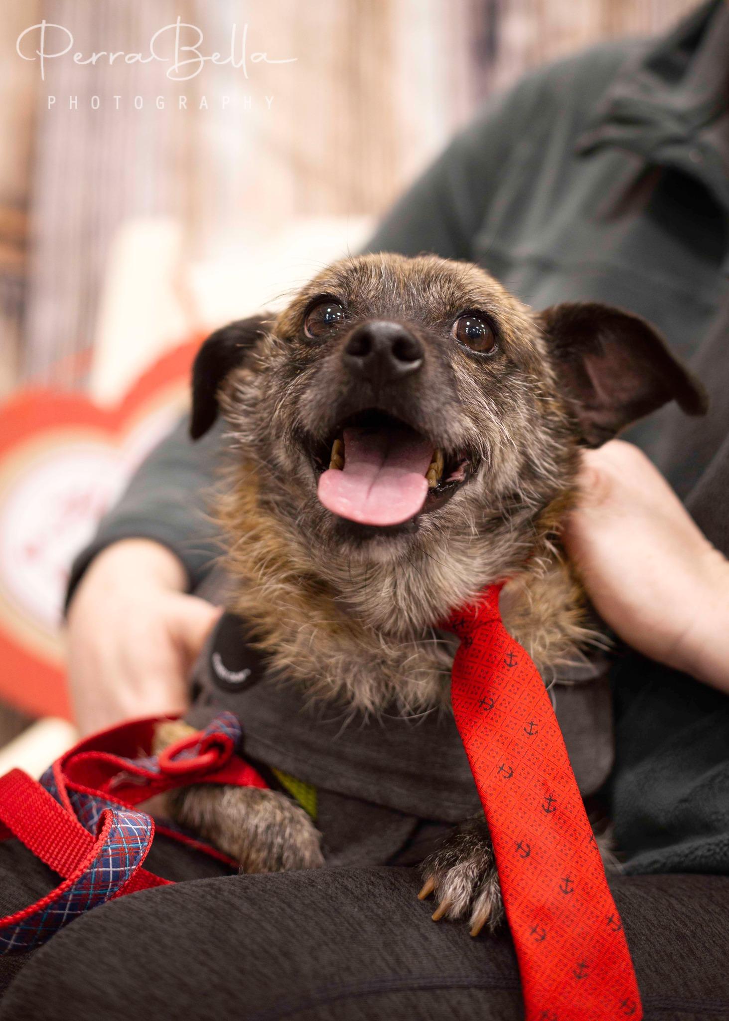 Enlarge Sven, a Adoptable mixed breed in West Richland, WA image 3/6