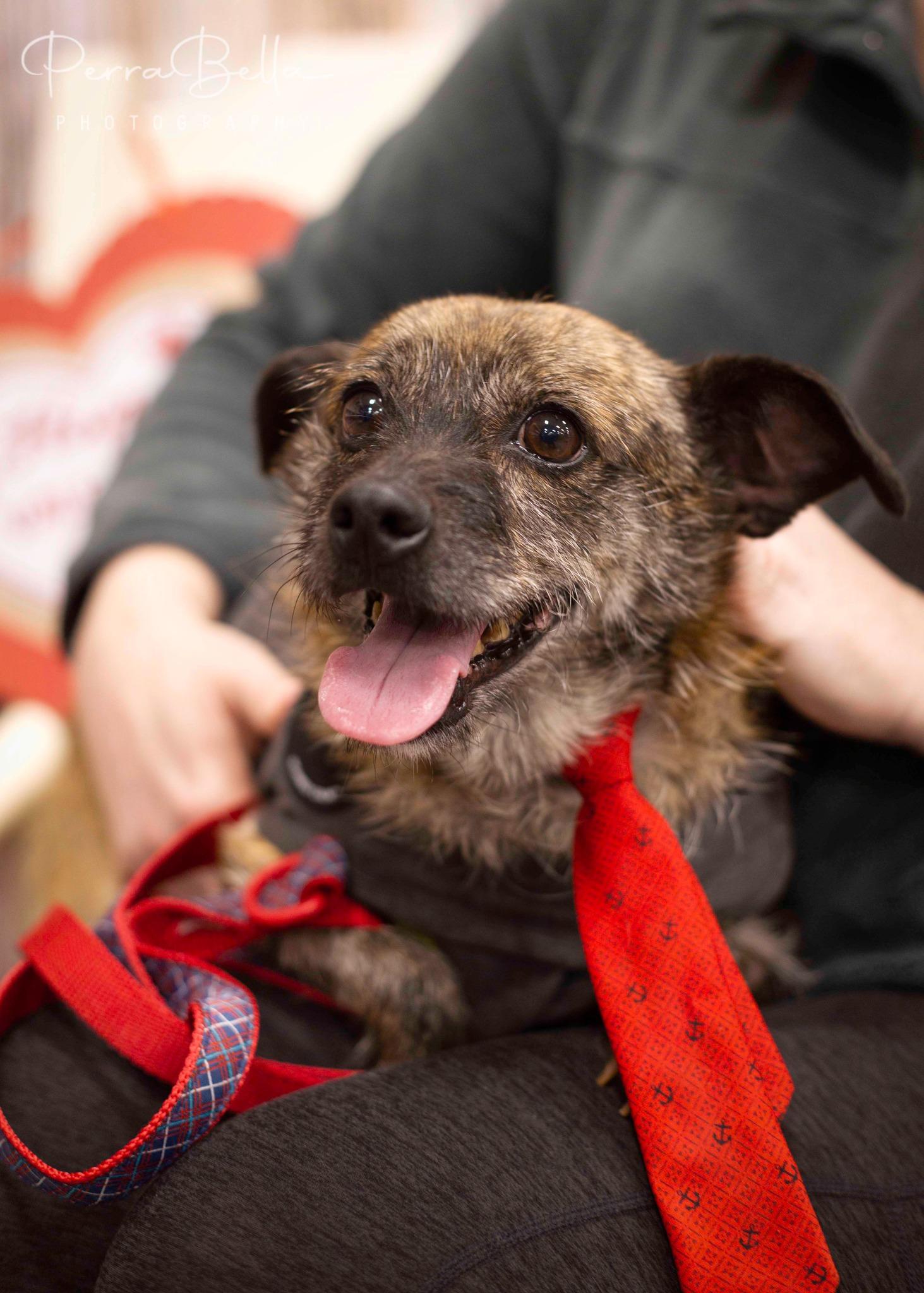 Enlarge Sven, a Adoptable mixed breed in West Richland, WA image 4/6