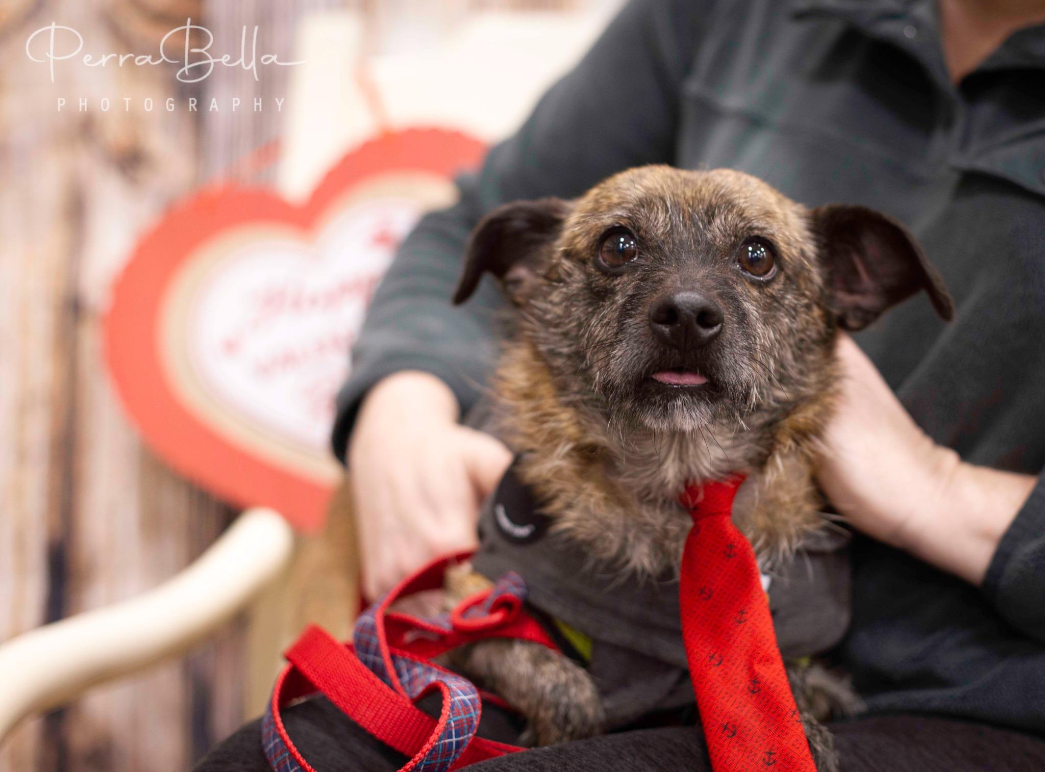 Enlarge Sven, a Adoptable mixed breed in West Richland, WA image 6/6