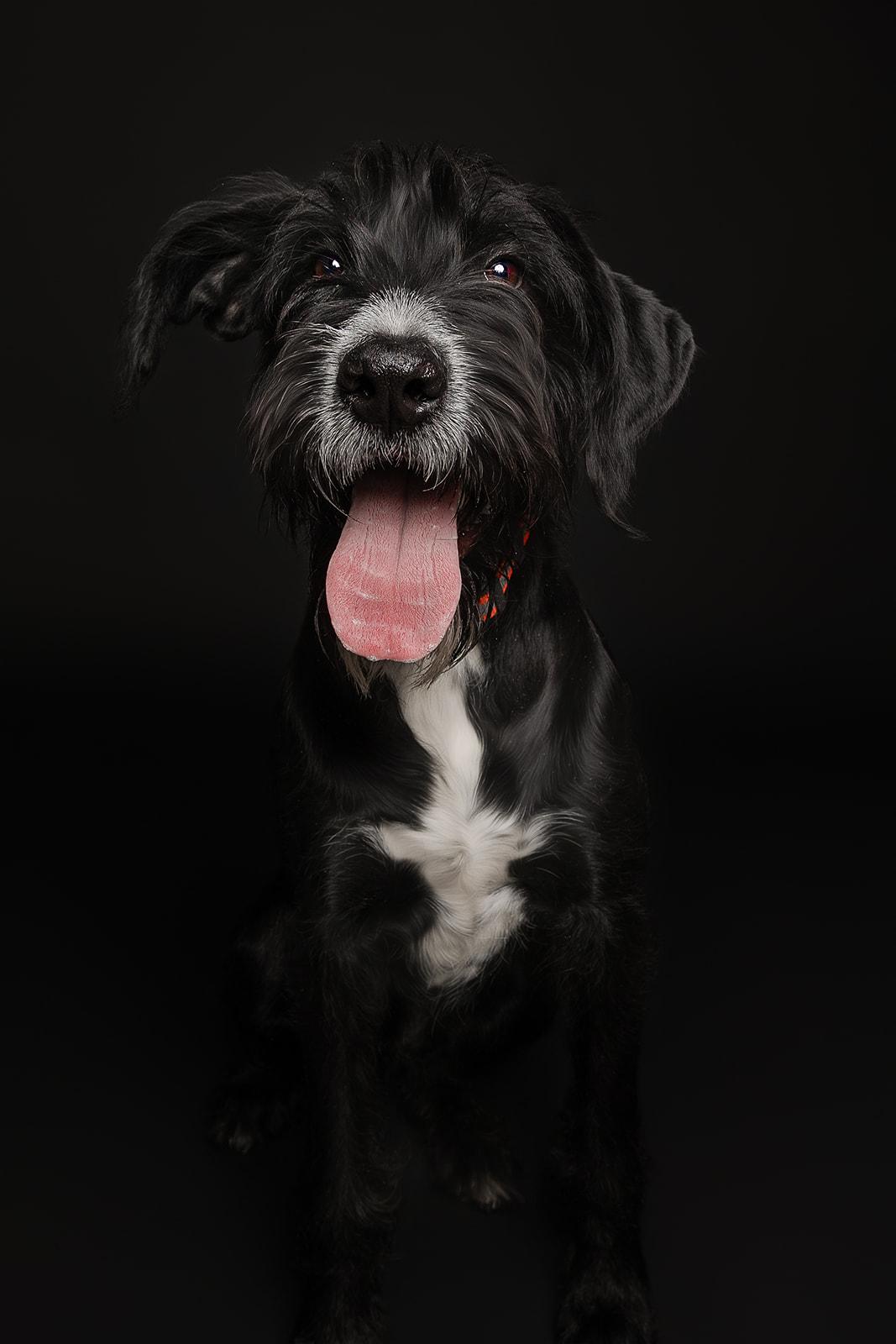 Lucky, a ADOPTABLE Mixed Breed in Bowdoin, ME image 4/6