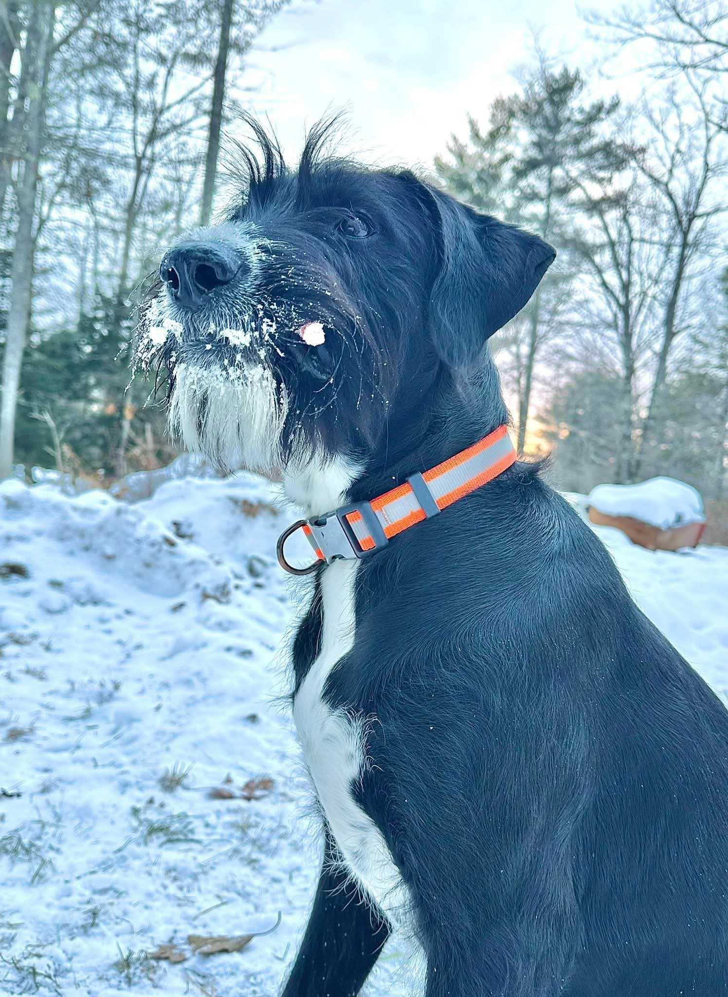 Lucky, ADOPTABLE, Young Male Mixed Breed.