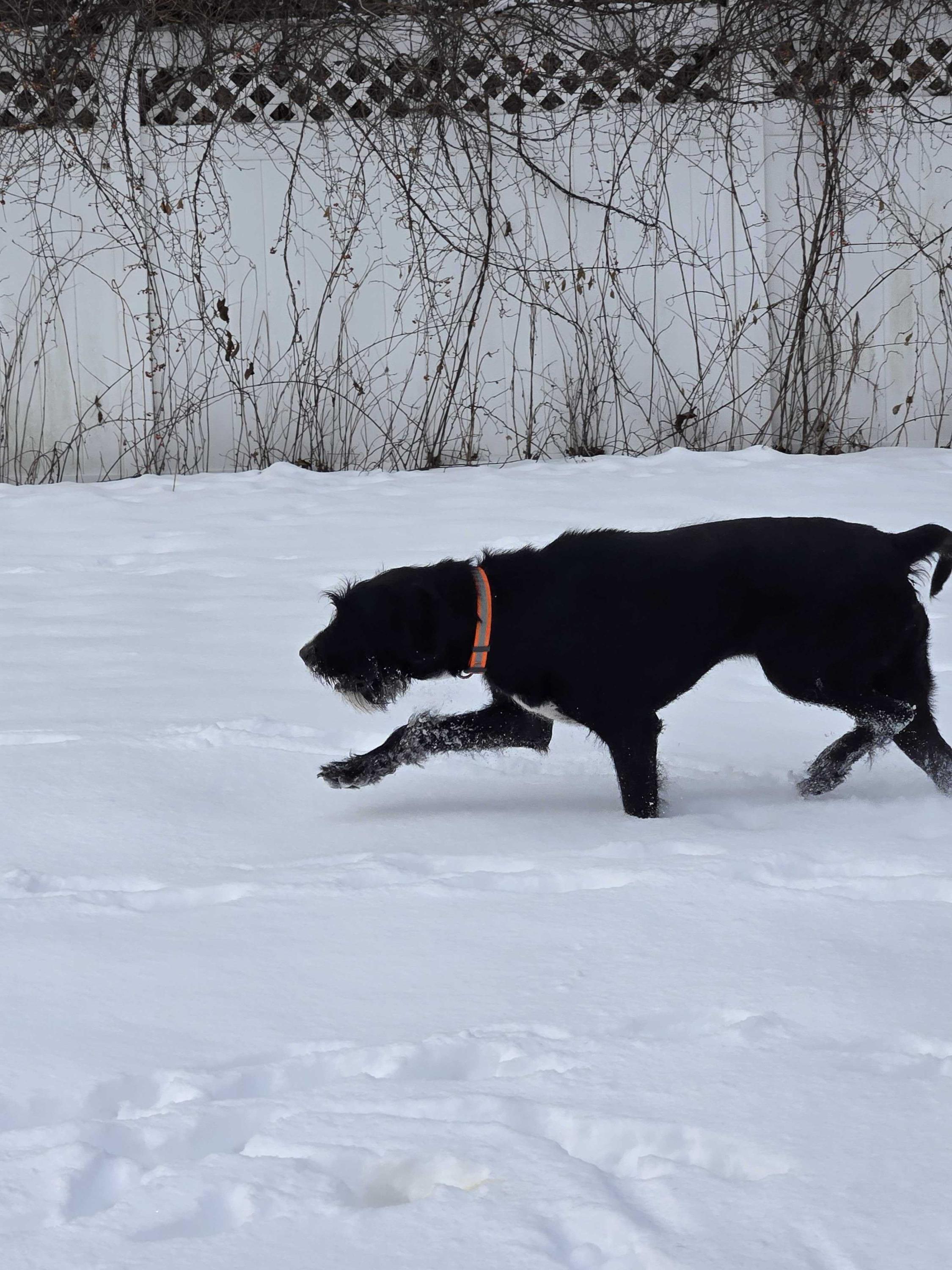 Lucky, a ADOPTABLE Mixed Breed in Bowdoin, ME image 4/4