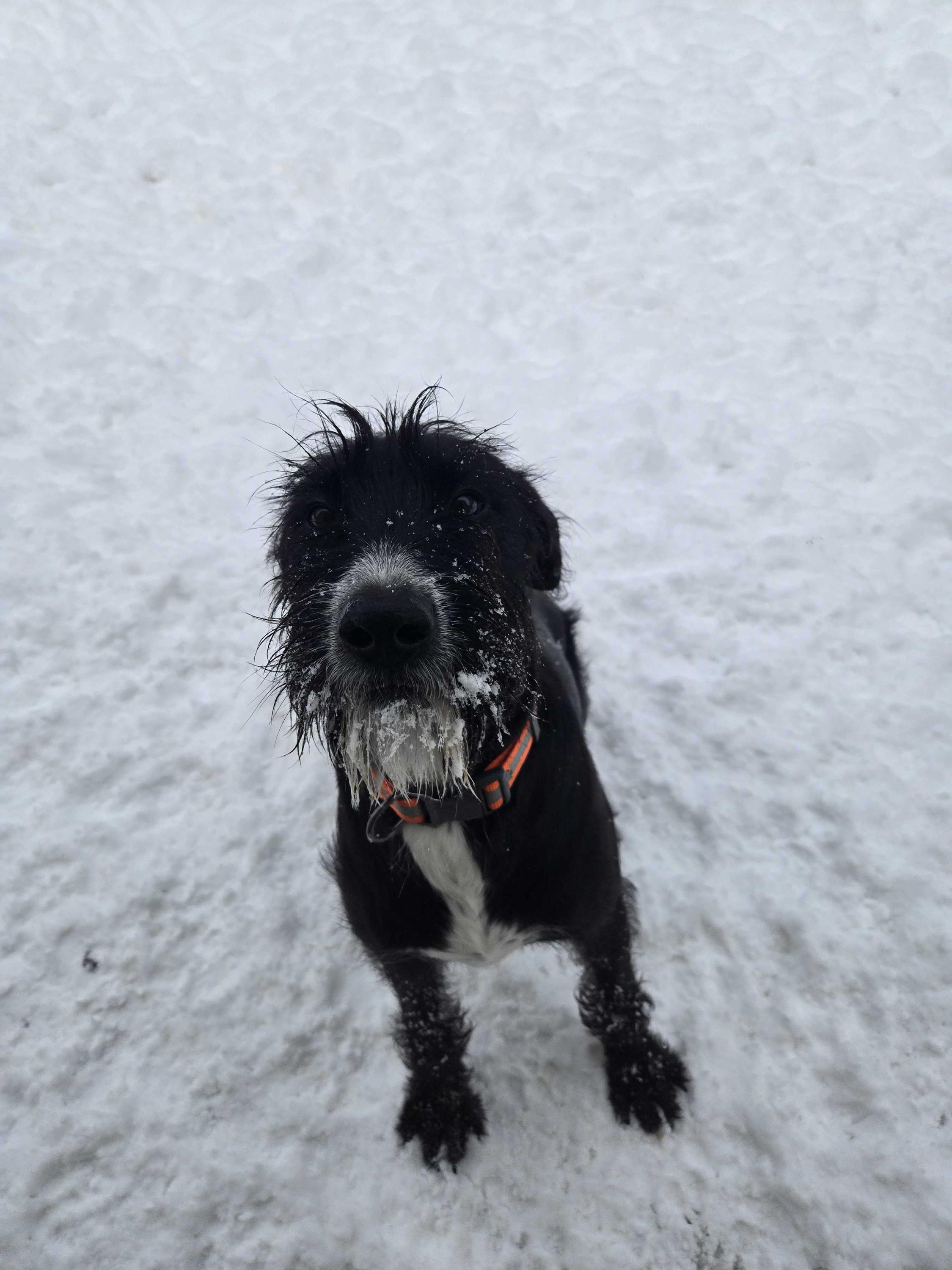 Lucky, a ADOPTABLE Mixed Breed in Bowdoin, ME image 3/4