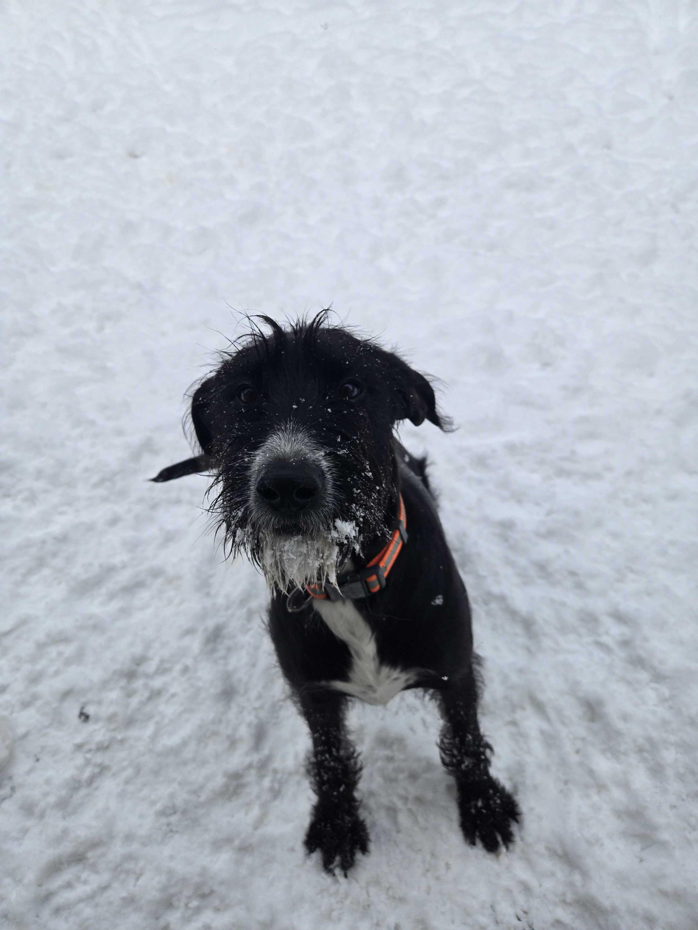 Lucky, a ADOPTABLE Mixed Breed in Bowdoin, ME image 2/4