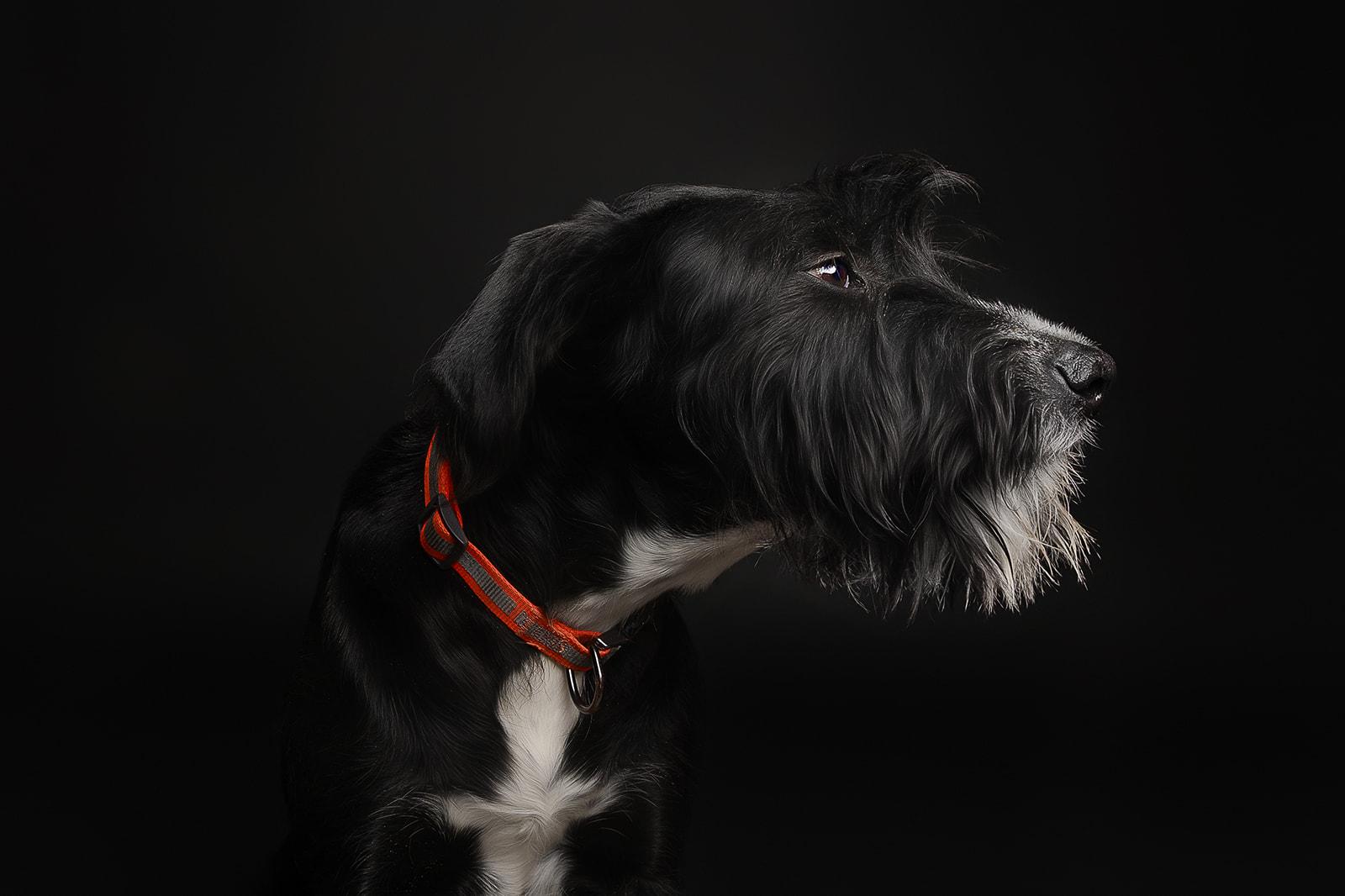 Lucky, a ADOPTABLE Mixed Breed in Bowdoin, ME image 3/6