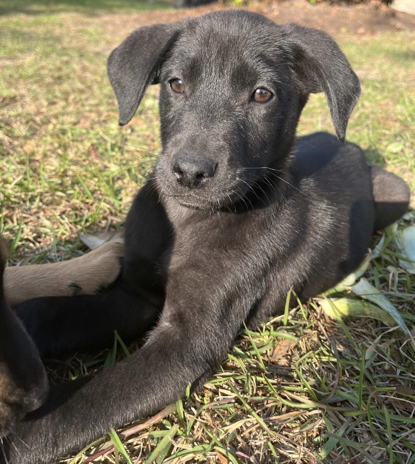 Enlarge Koda, a ADOPTABLE mixed breed in Douglas, GA image 1/2
