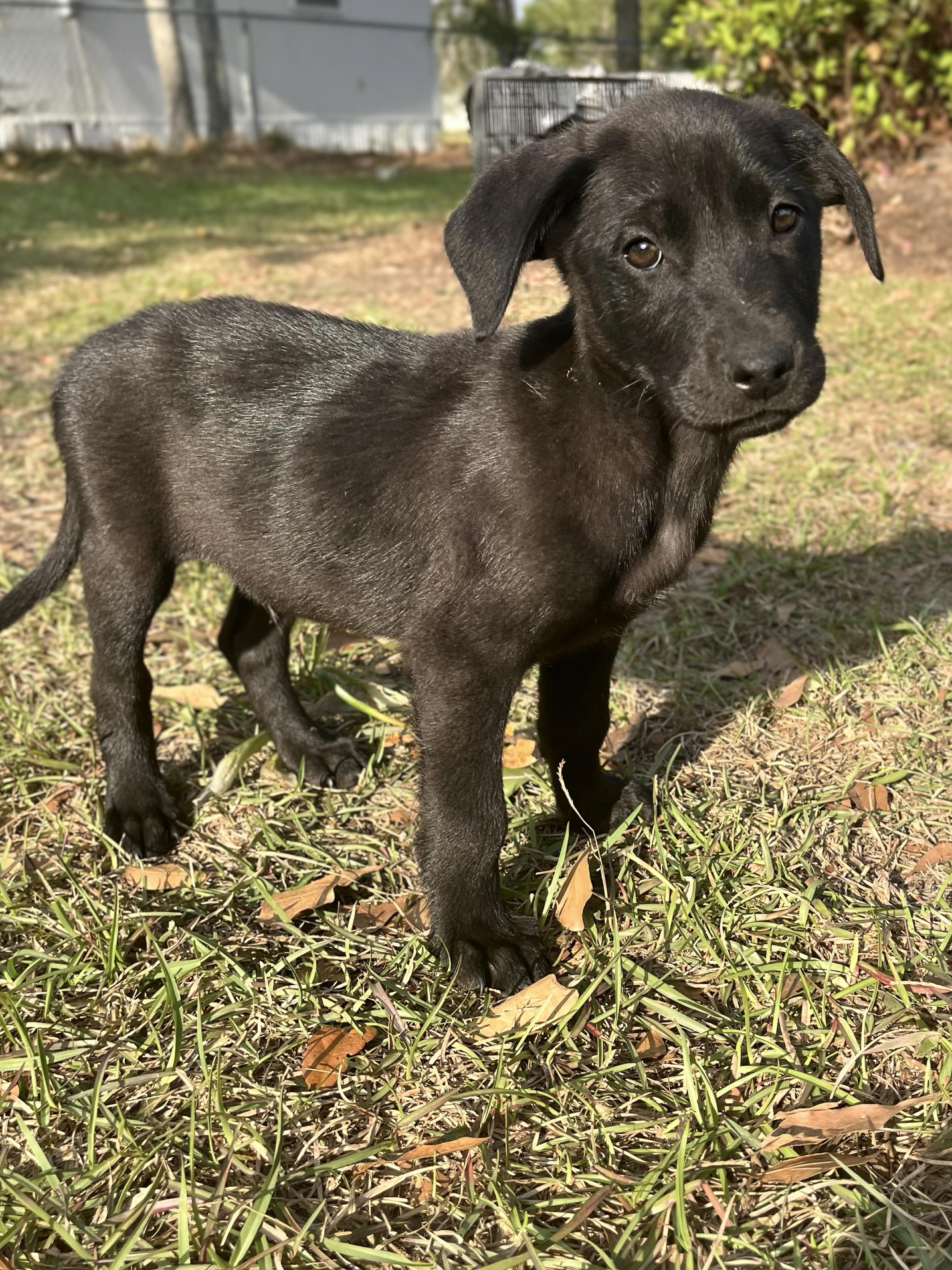 Enlarge Koda, a ADOPTABLE mixed breed in Douglas, GA image 2/2