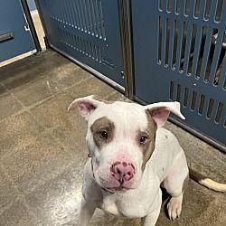 Kiera GDP, Adoptable, Adult Female American Staffordshire Terrier & Boxer.