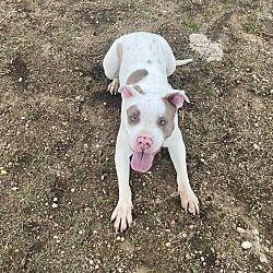 Enlarge Kiera GDP, a Adoptable mixed breed in Dallas, TX image 2/3