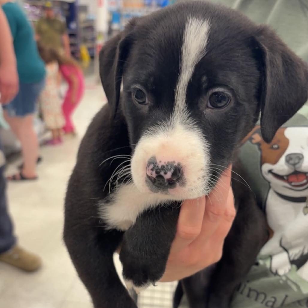 Belle, Adoptable, Puppy Female German Shepherd Dog & Pit Bull Terrier.