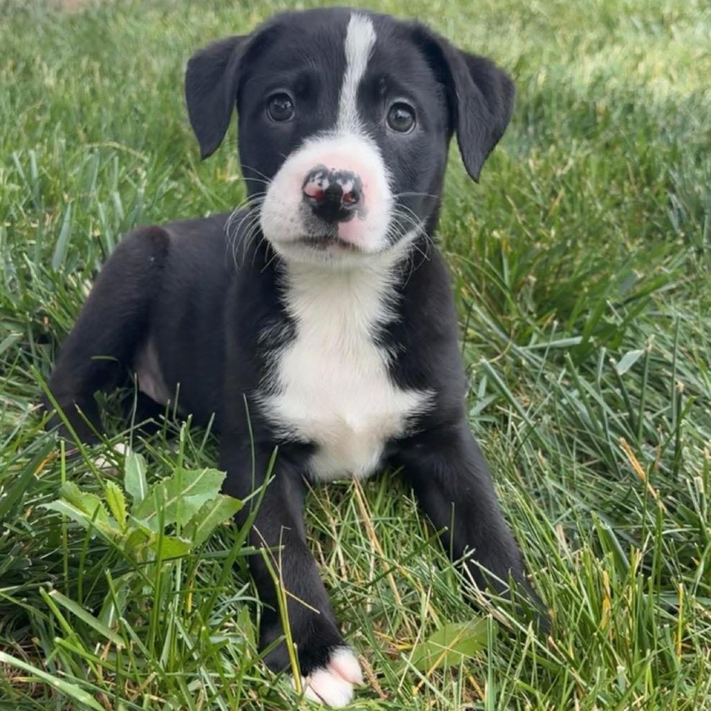 Enlarge Belle, a Adoptable mixed breed in Chillicothe, IL image 2/2