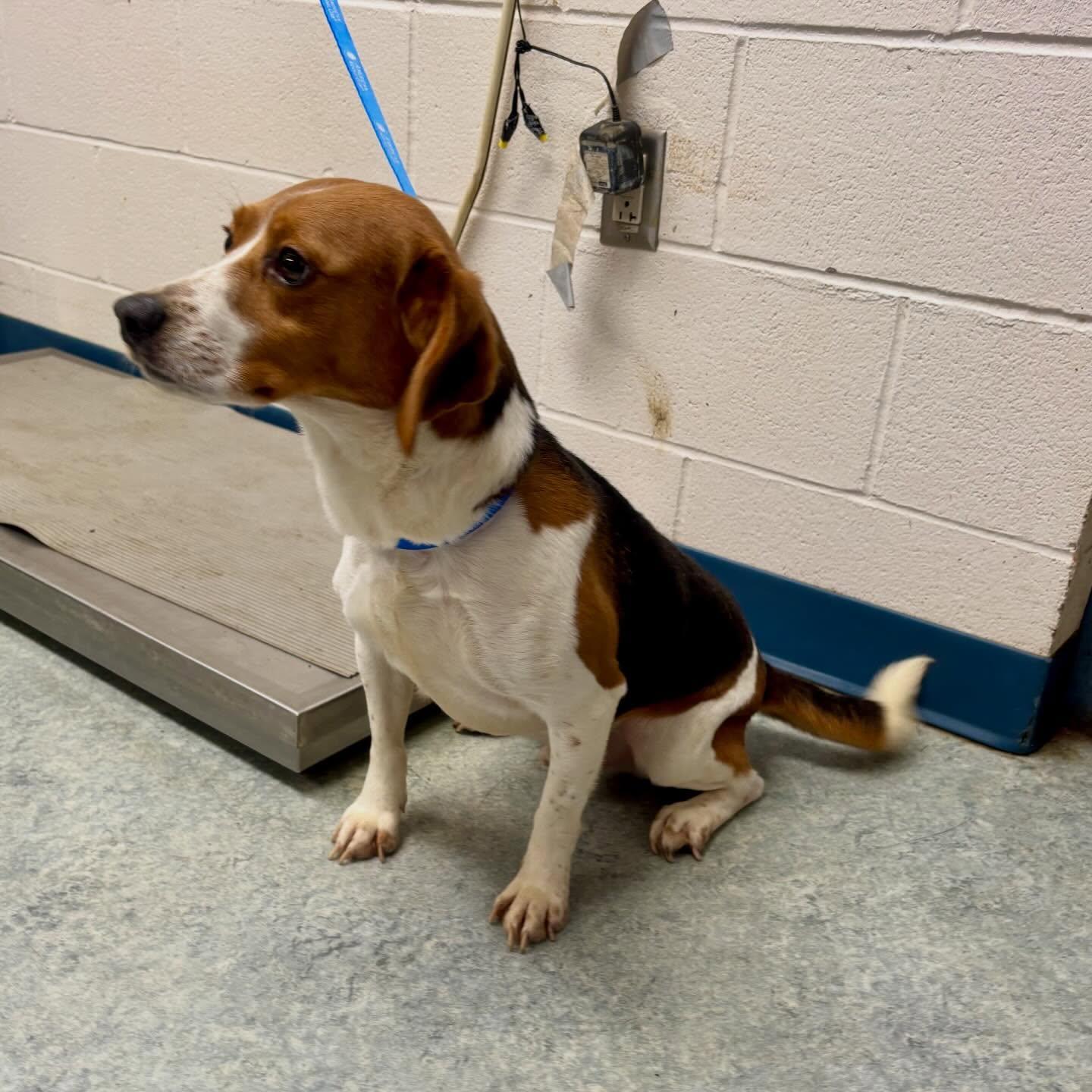 Enlarge Bubba, a ADOPTABLE Beagle in Raleigh, NC image 2/4